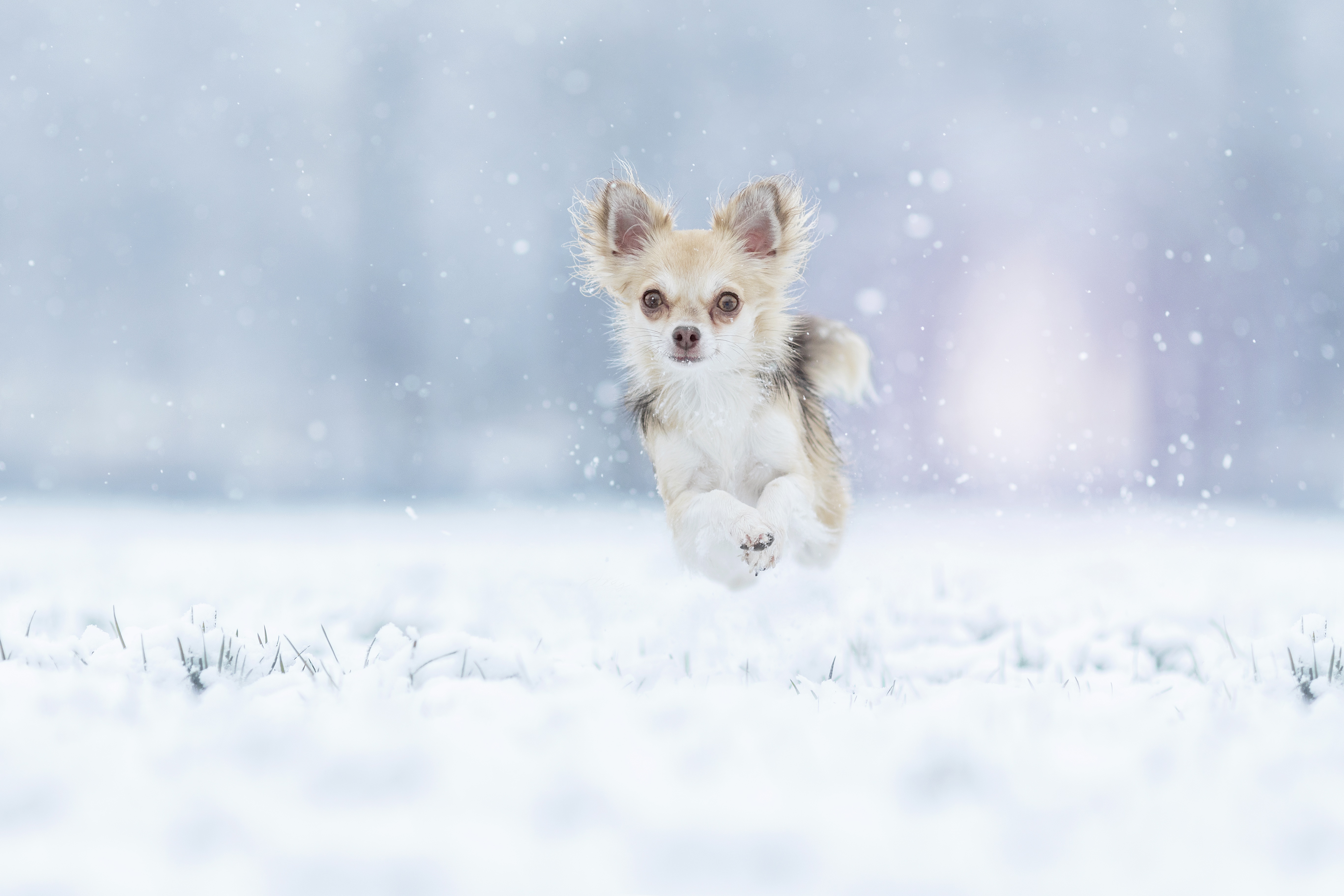 Mobile wallpaper running, animal, chihuahua, dog, jump, snow, winter, dogs