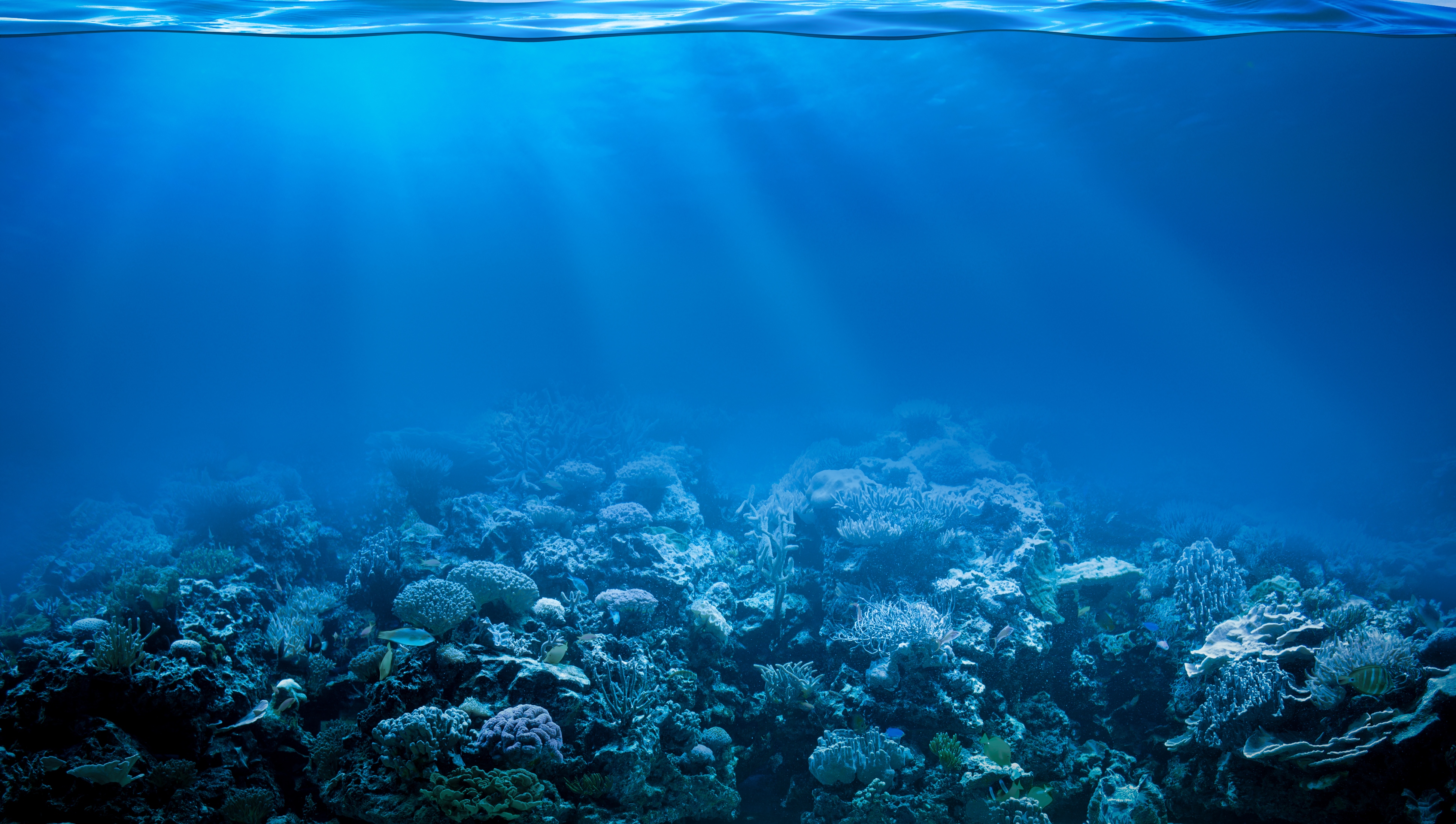 673404 скачать обои коралловый риф, коралловый, подводный, животные, солнечный луч - заставки и картинки бесплатно