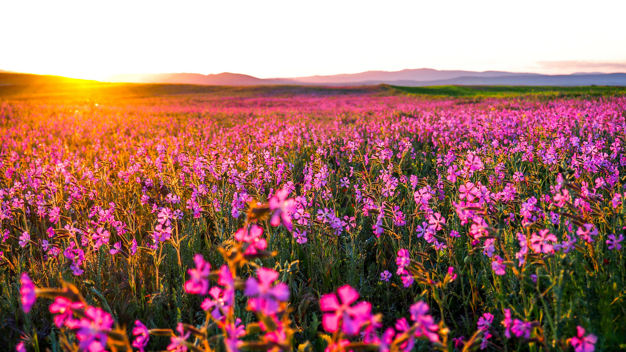 741274 免費下載壁紙 自然, 田野, 花, 风景, 早晨, 粉红色的花, 日出 屏保和圖片