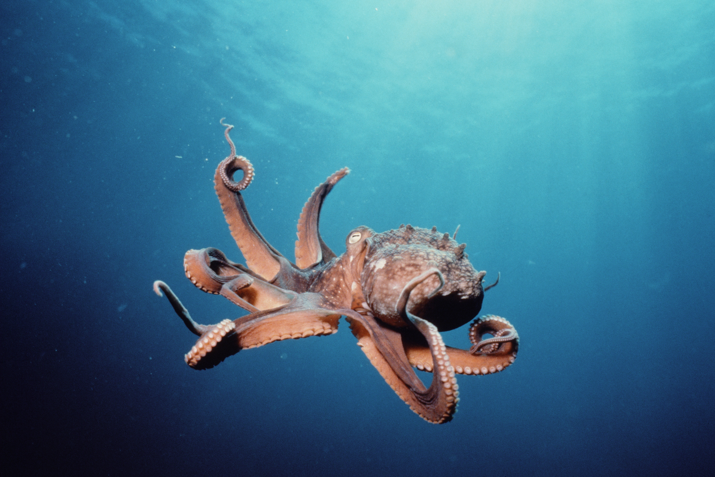 Free Octopus Background