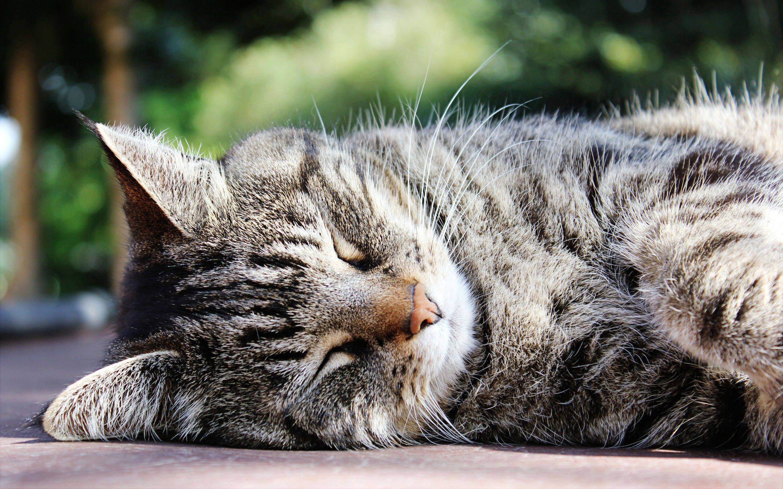 Download mobile wallpaper Sleep, Striped, Muzzle, Animals, Dream, Cat for free.