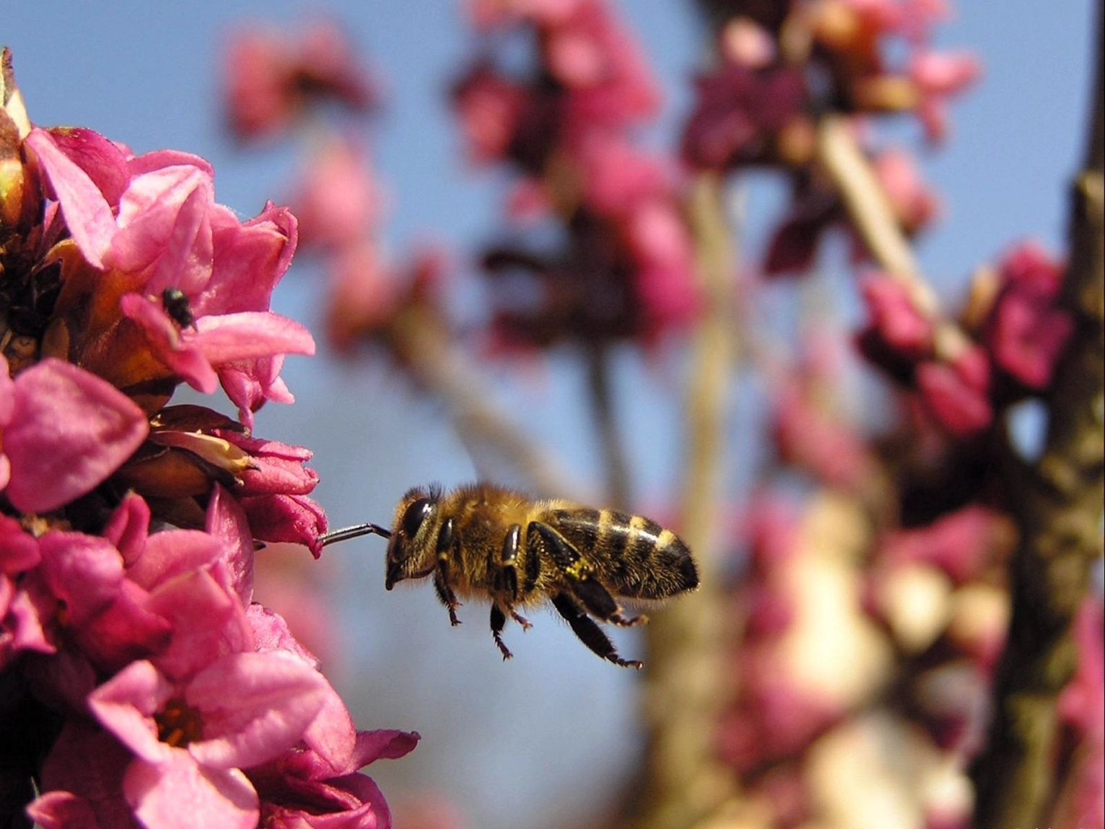 77842 télécharger le fond d'écran pollinisation, fleur, macro, vol, abeille - économiseurs d'écran et images gratuitement