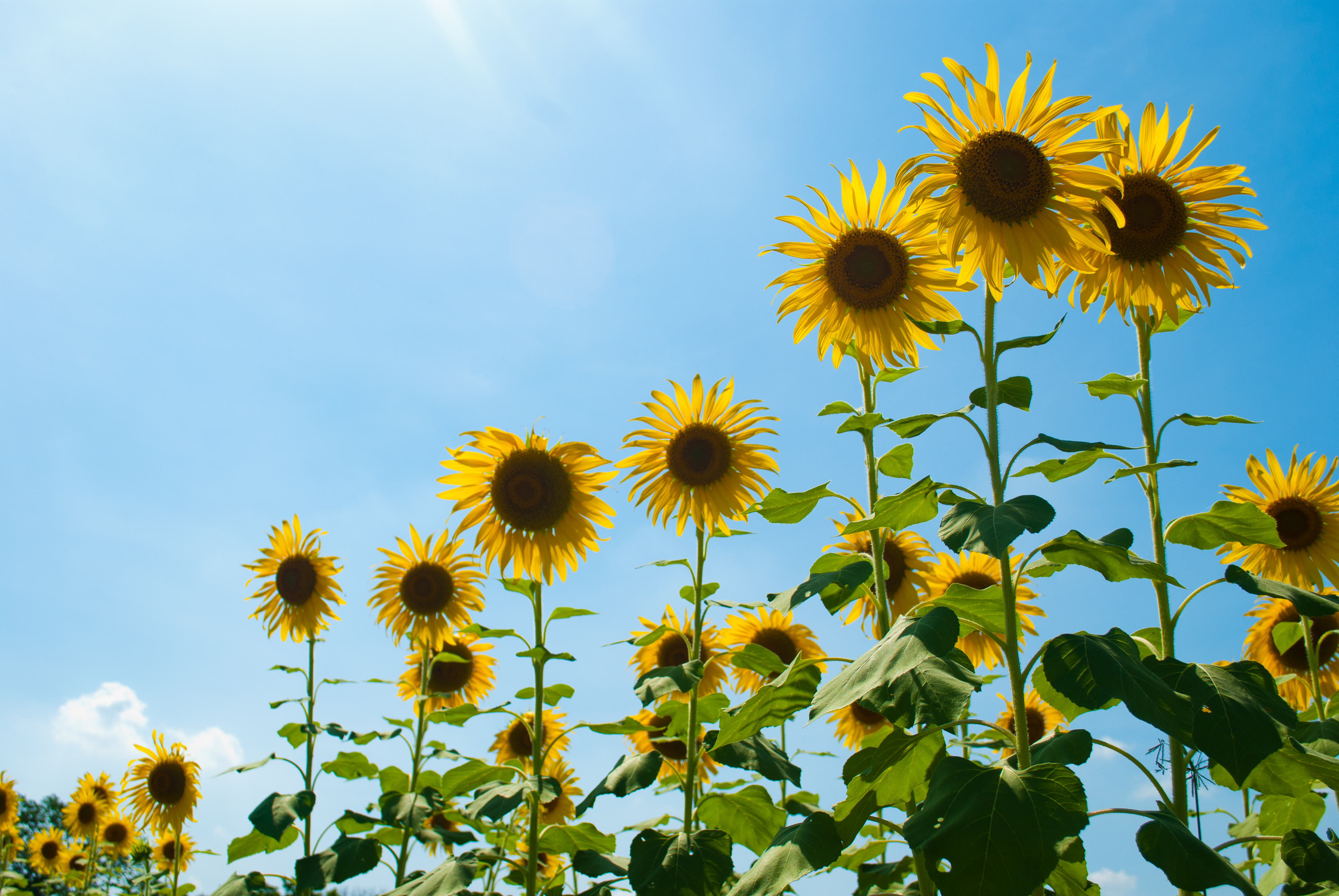 408491 Hintergrundbilder und Sonnenblume Bilder auf dem Desktop. Laden Sie  Bildschirmschoner kostenlos auf den PC herunter