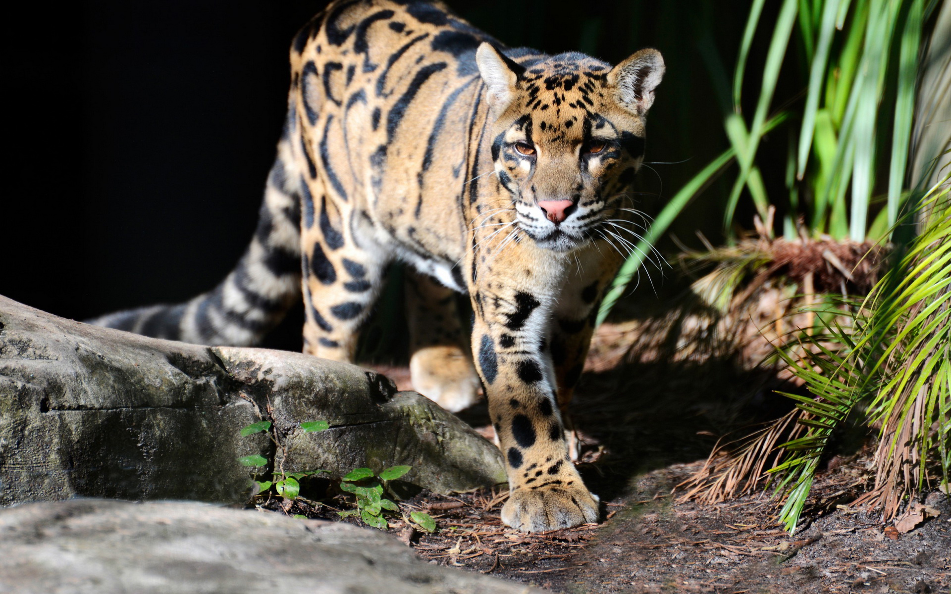 clouded leopard, animal, cats Full HD