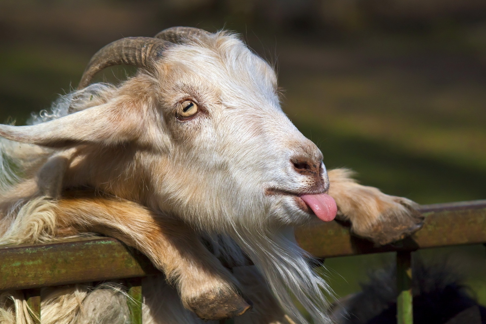 goat, animals, muzzle, language, tongue, horns
