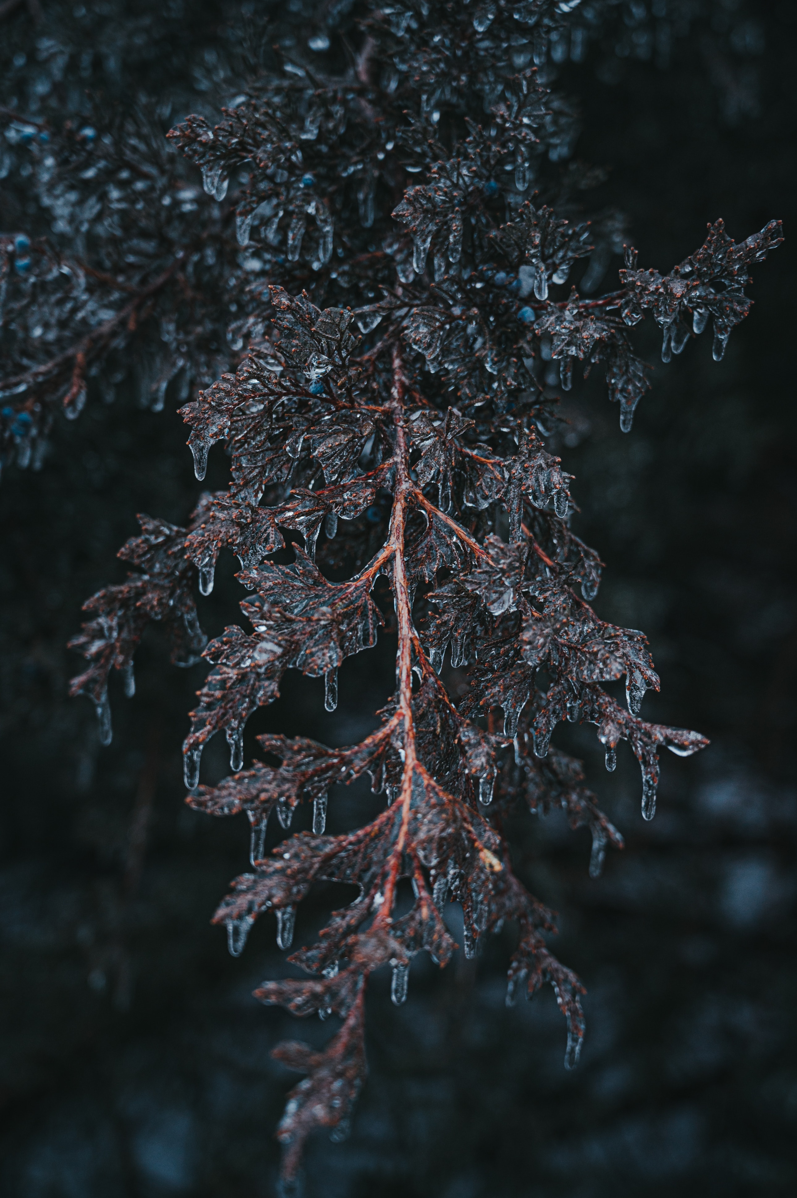 branch, ice, plant, macro, frost Free Stock Photo