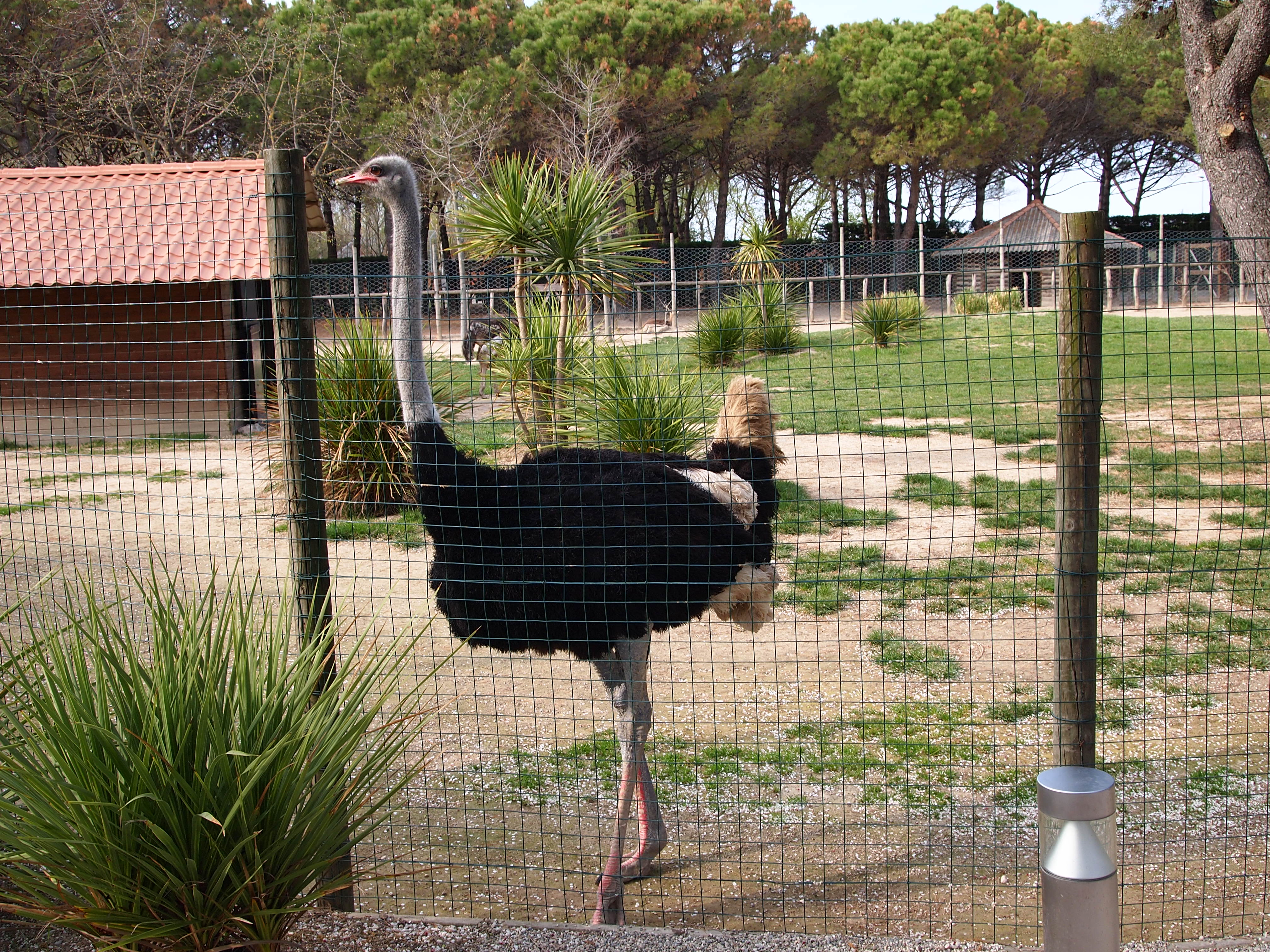 animal, ostrich, birds 4K