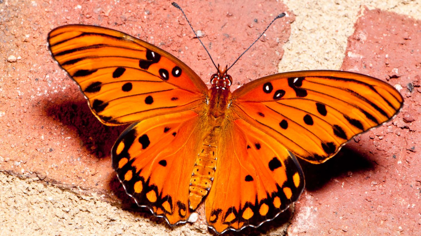 Бабочка Junonia coenia