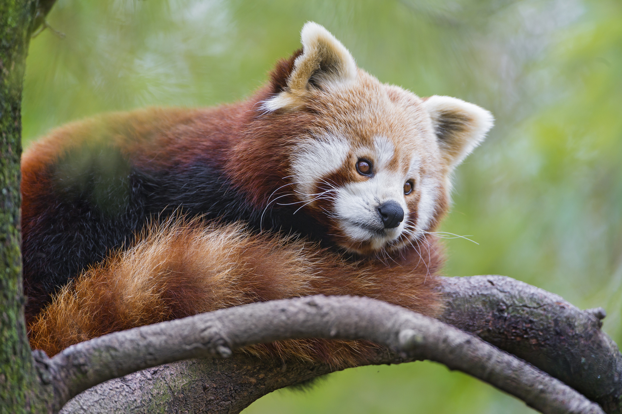 596628 Bild herunterladen tiere, kleiner panda - Hintergrundbilder und Bildschirmschoner kostenlos