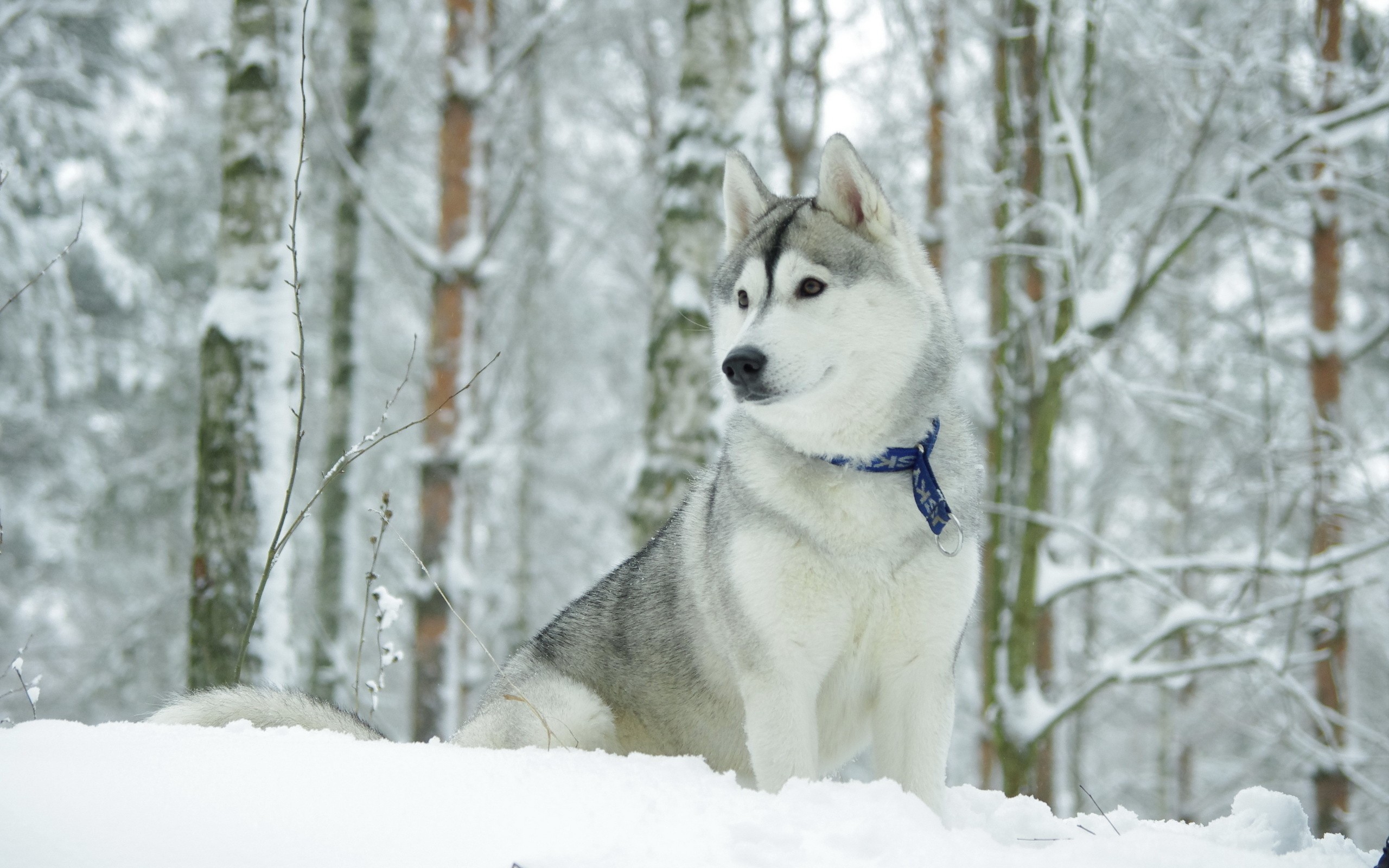 Baixar papel de parede para celular de Husky Siberiano, Husky, Cães, Cão, Inverno, Animais gratuito.