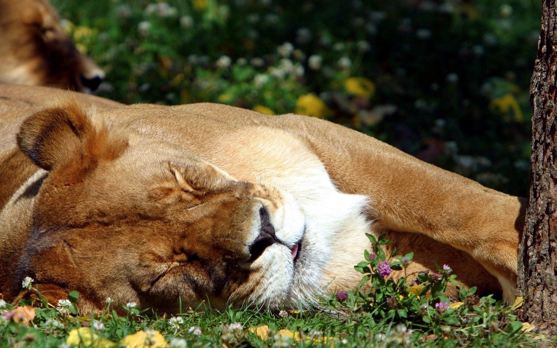 Download mobile wallpaper Sleep, Animals, Dream, Predator, Big Cat, Grass, Lion for free.