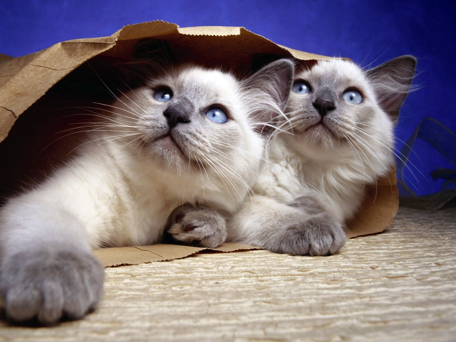 cats, animals, couple, pair, paper, package, packet Desktop home screen Wallpaper
