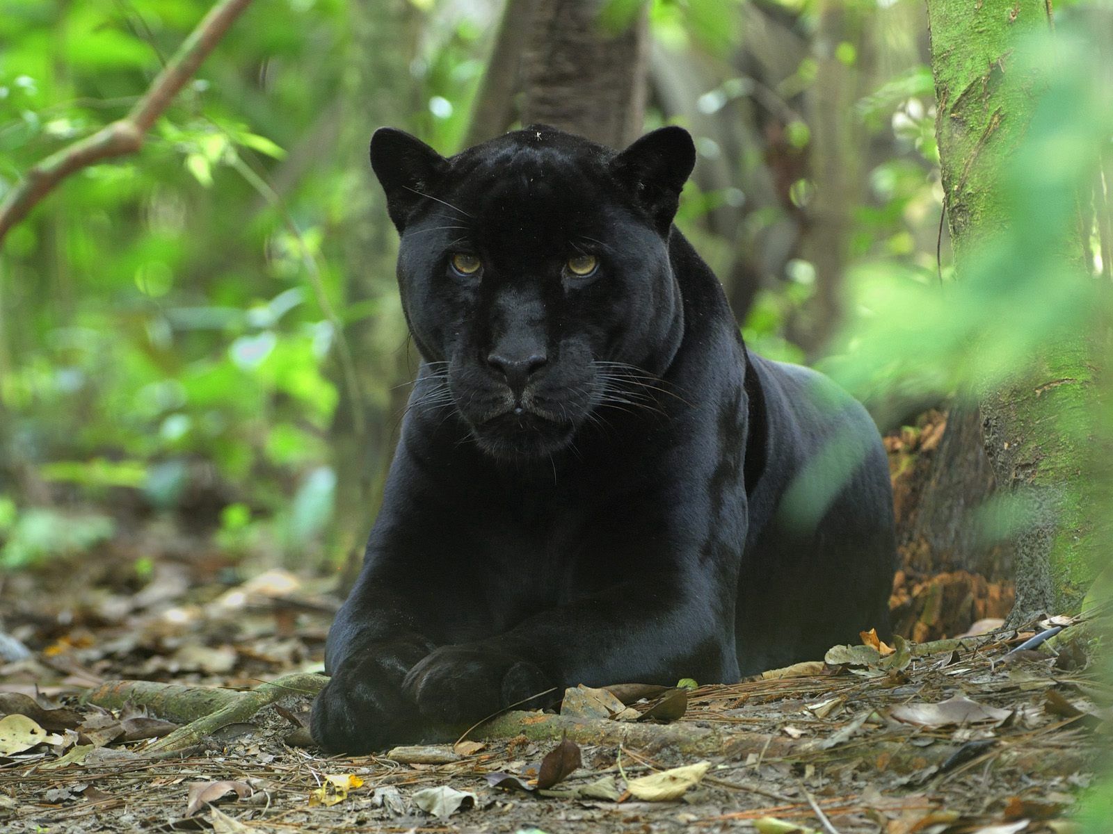 animals, panther, sit, grass, big cat, hunting, hunt Smartphone Background