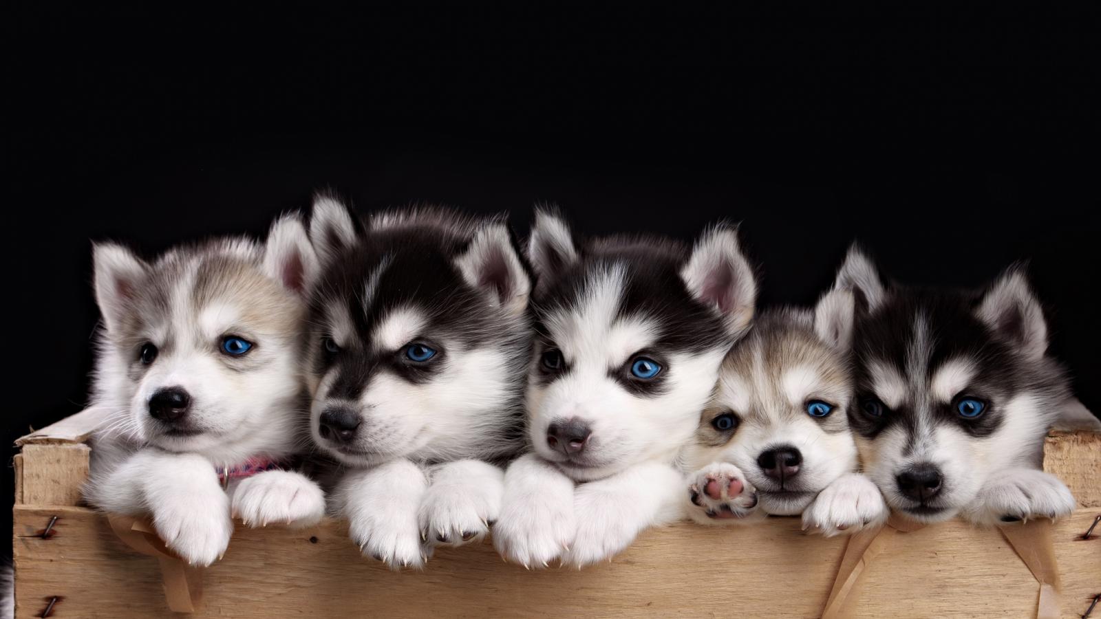 Download mobile wallpaper Dog, Animal, Puppy, Husky, Cute, Blue Eyes for free.