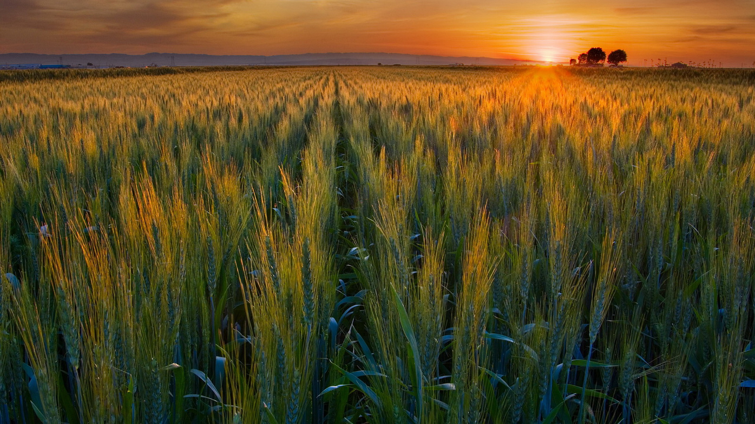 Фото пшеница и поле фото