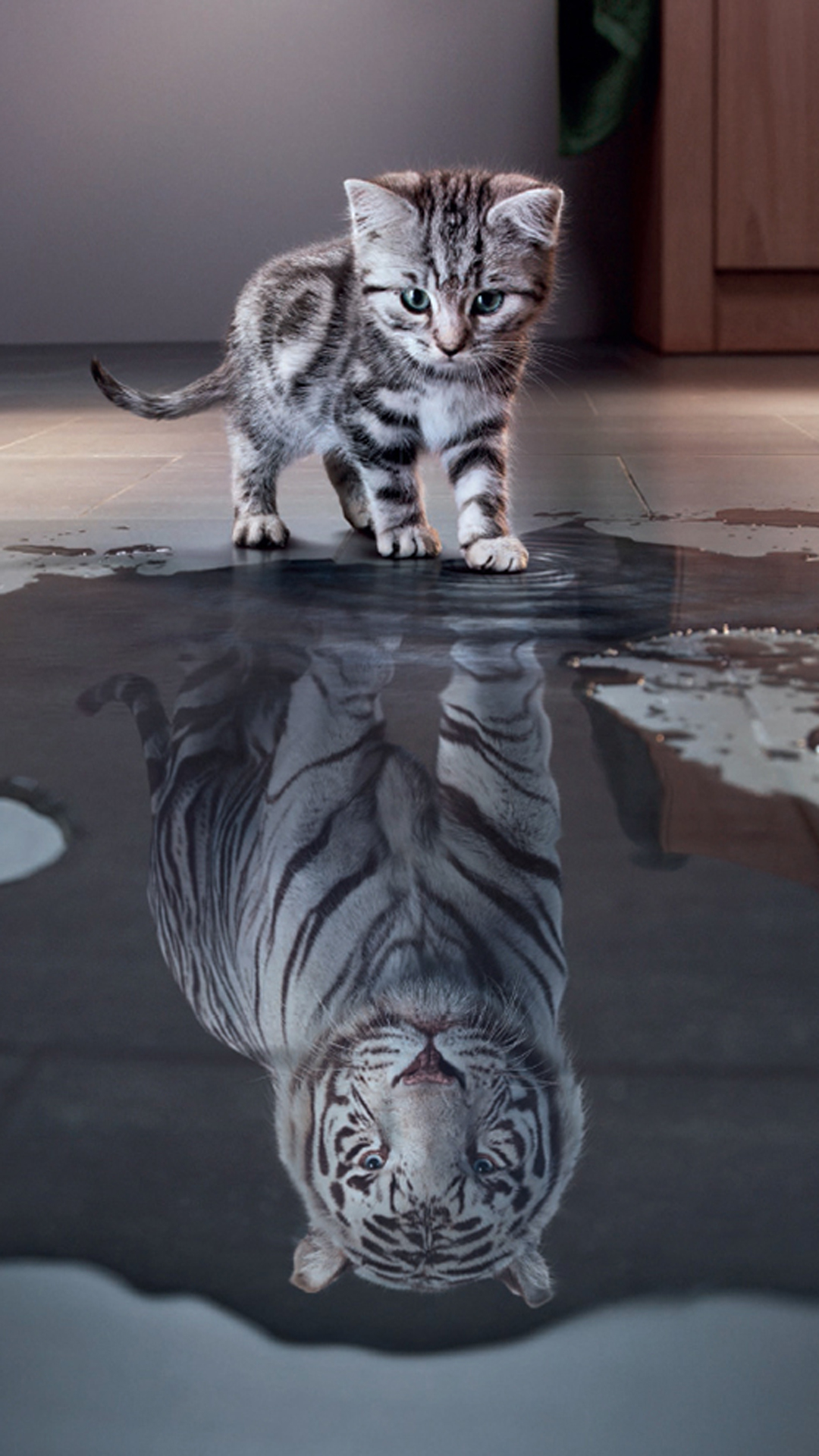 animal, cat, white tiger, reflection, kitten, puddle, cats QHD