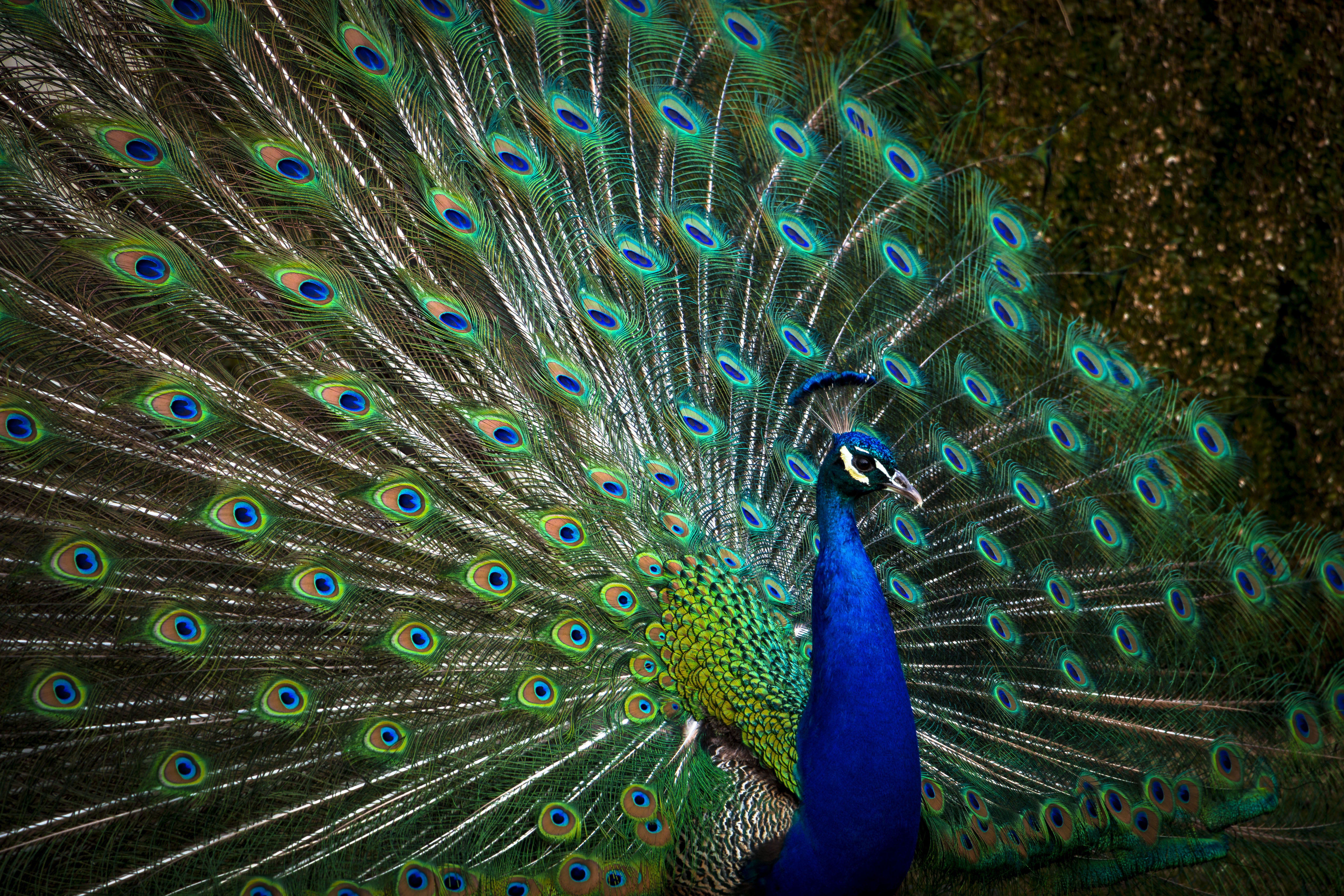 Free download wallpaper Bird, Animals, Feather, Peacock on your PC desktop