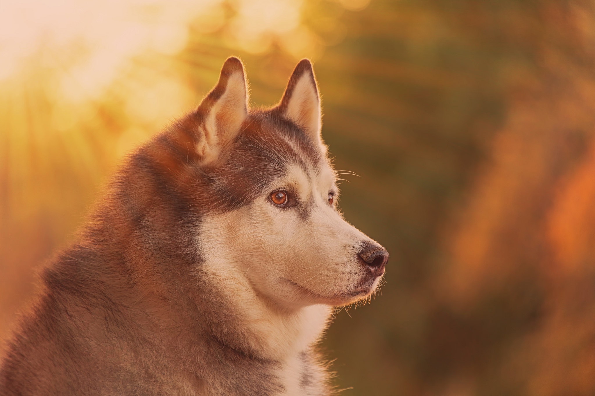 Free download wallpaper Dogs, Dog, Muzzle, Blur, Animal, Husky, Sunbeam on your PC desktop