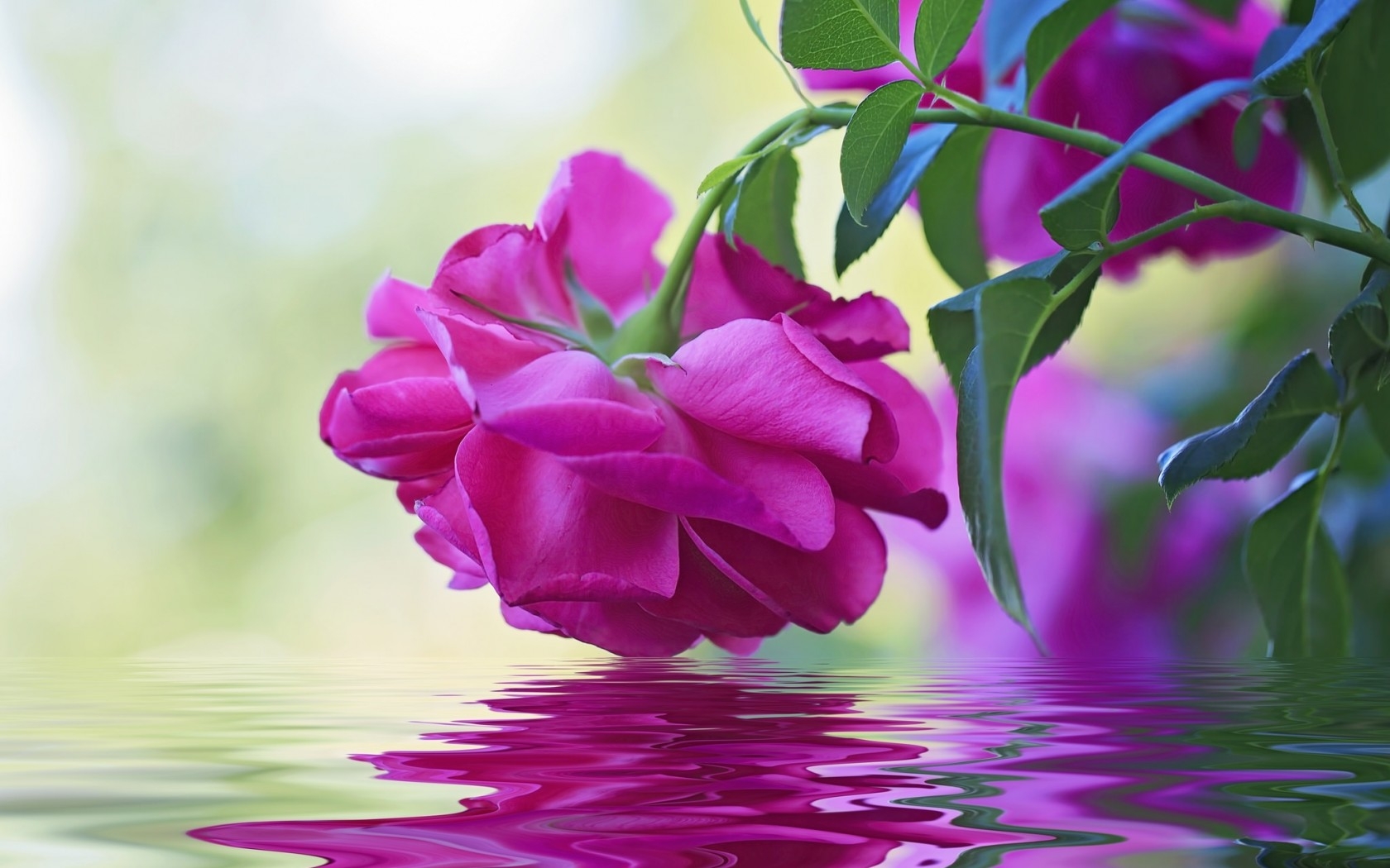 Розы отражающиеся в воде