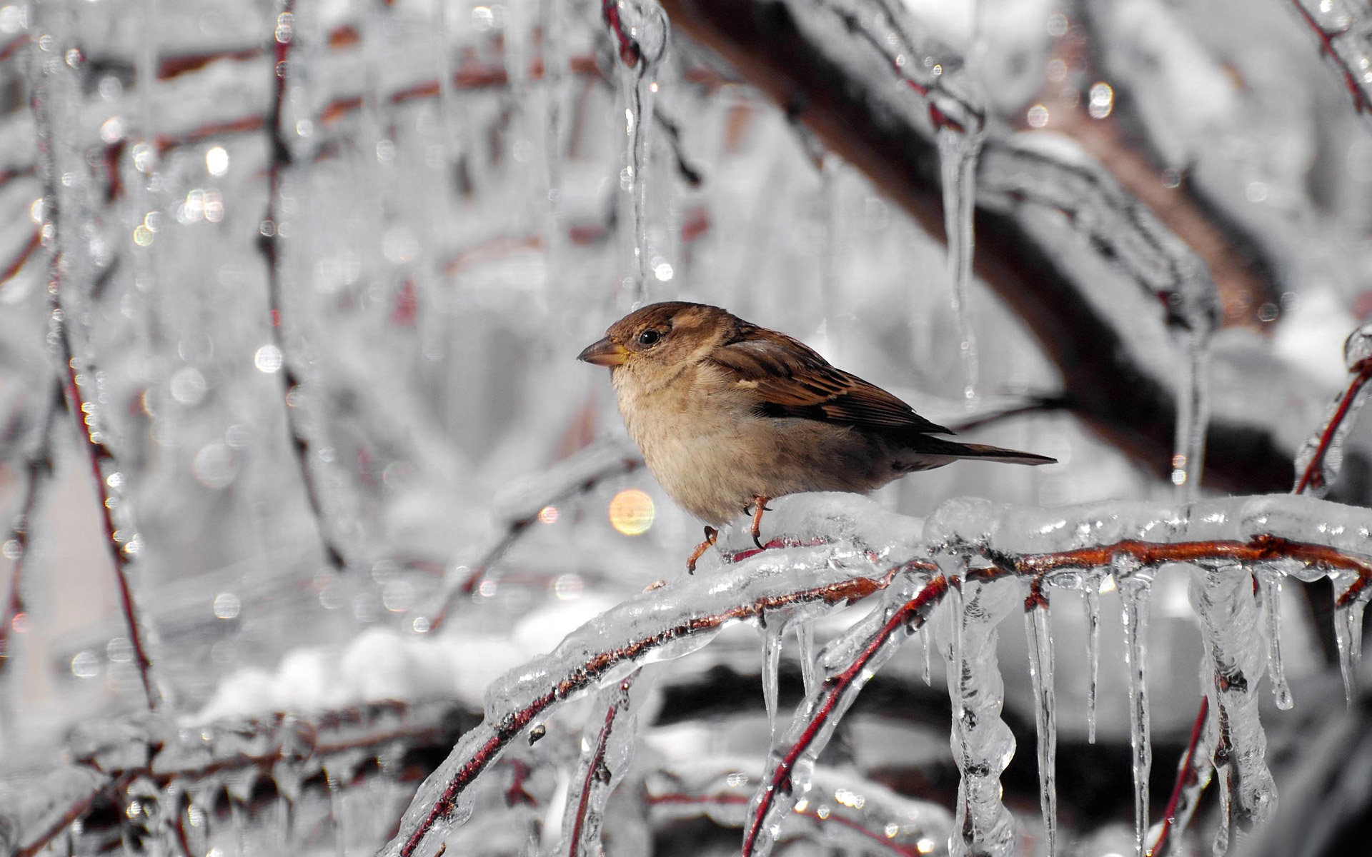 Звуки природы зимой. Зимние птицы. Птицы ранней весной. Весенняя капель.