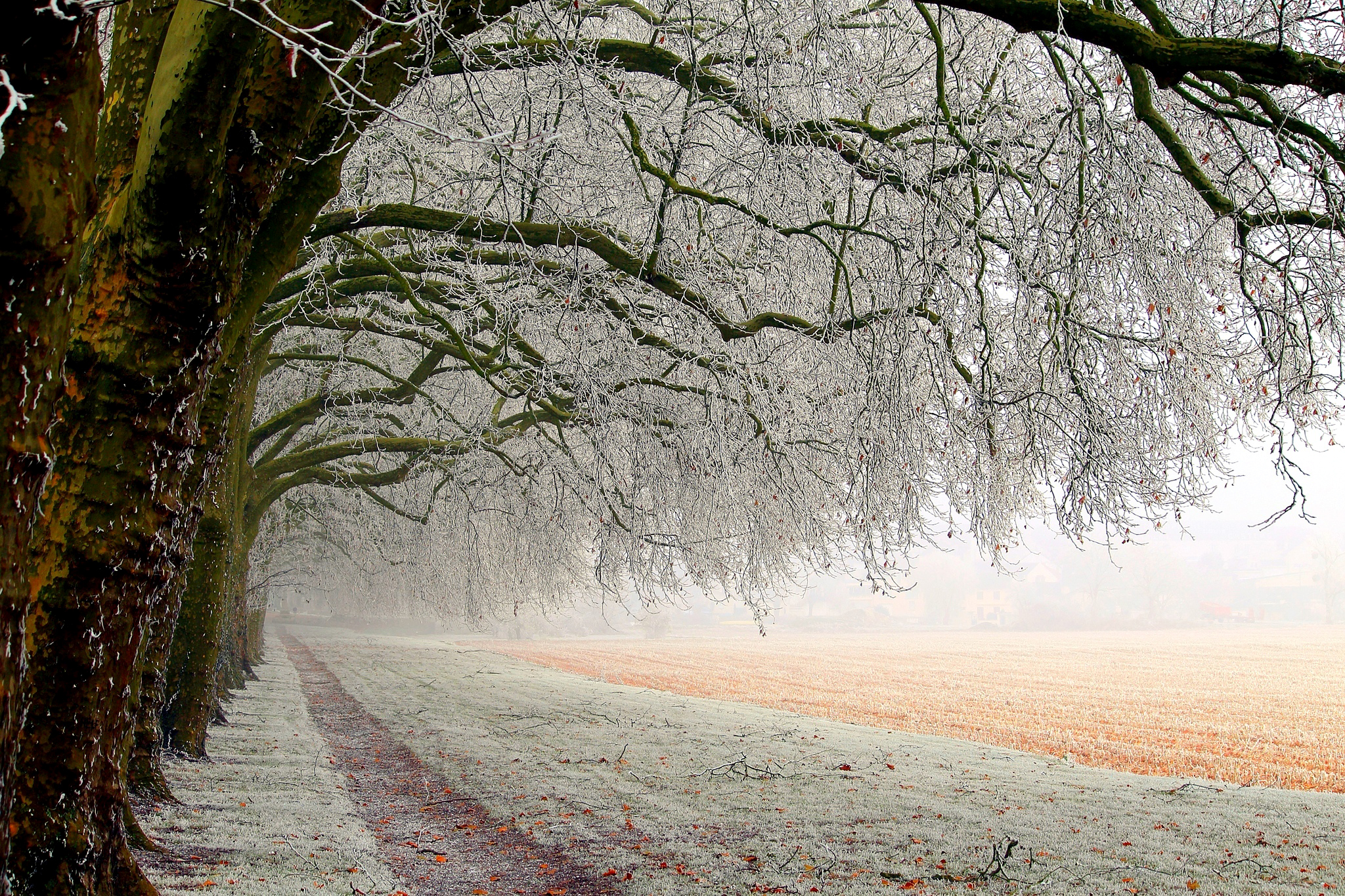 Nature white. Поздняя зима. Поздняя осень. Деревья ранней зимой. Природа ранняя зима.