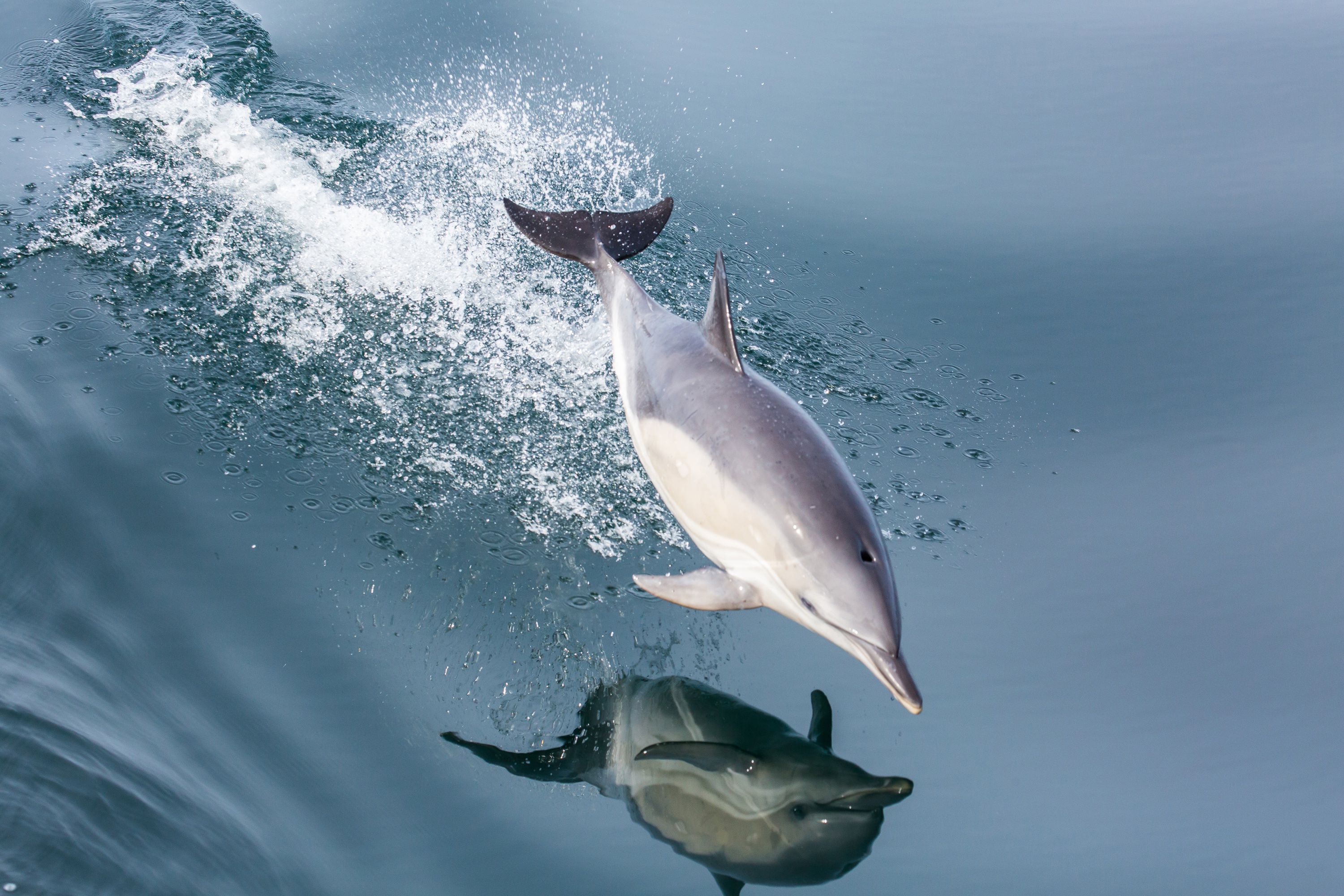 animal, dolphin, jump, reflection, sea life, splash, water High Definition image