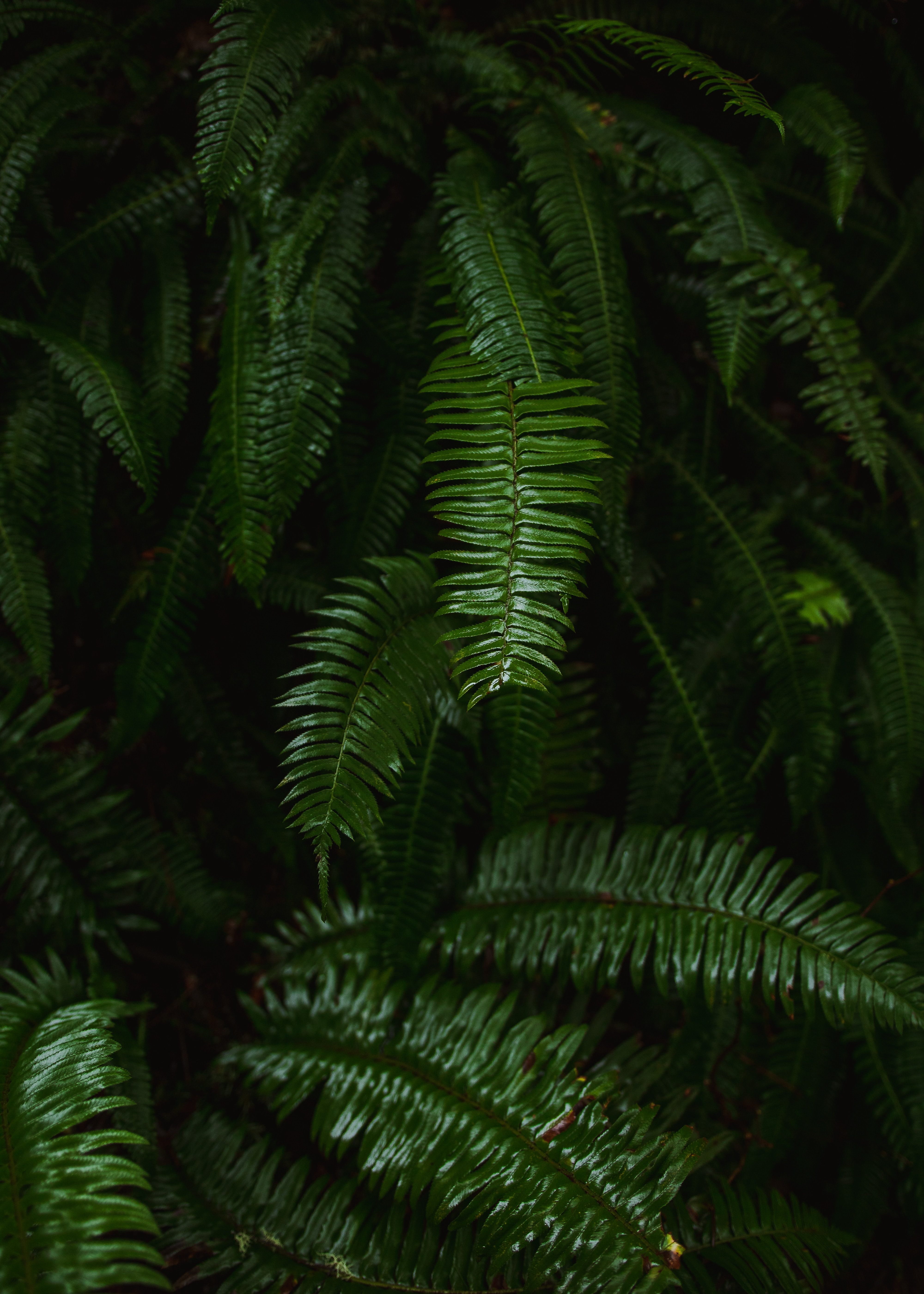 Download mobile wallpaper Nature, Fern, Leaves, Plant for free.