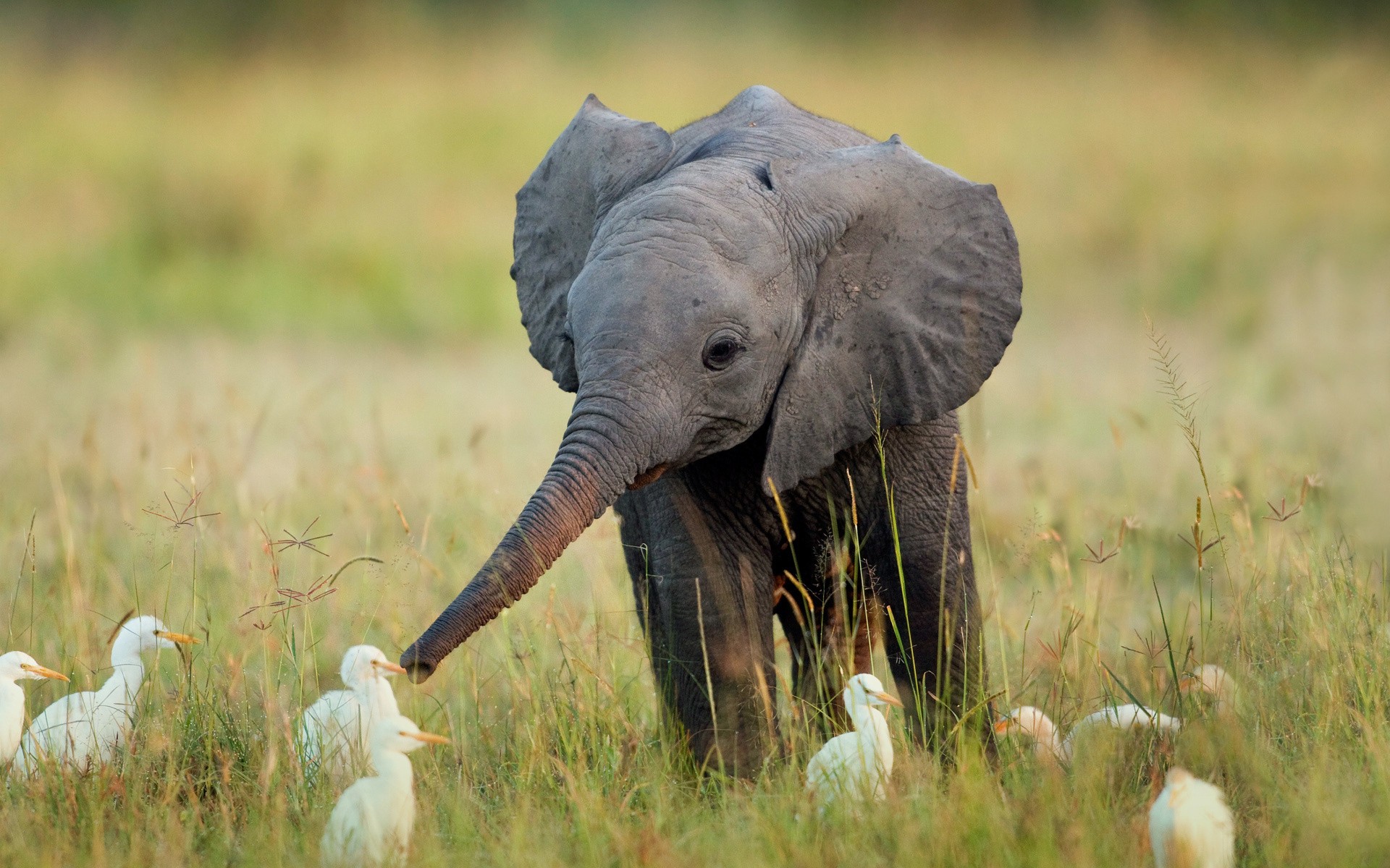 225398 免費下載壁紙 动物, 非洲草原象, 大象 屏保和圖片