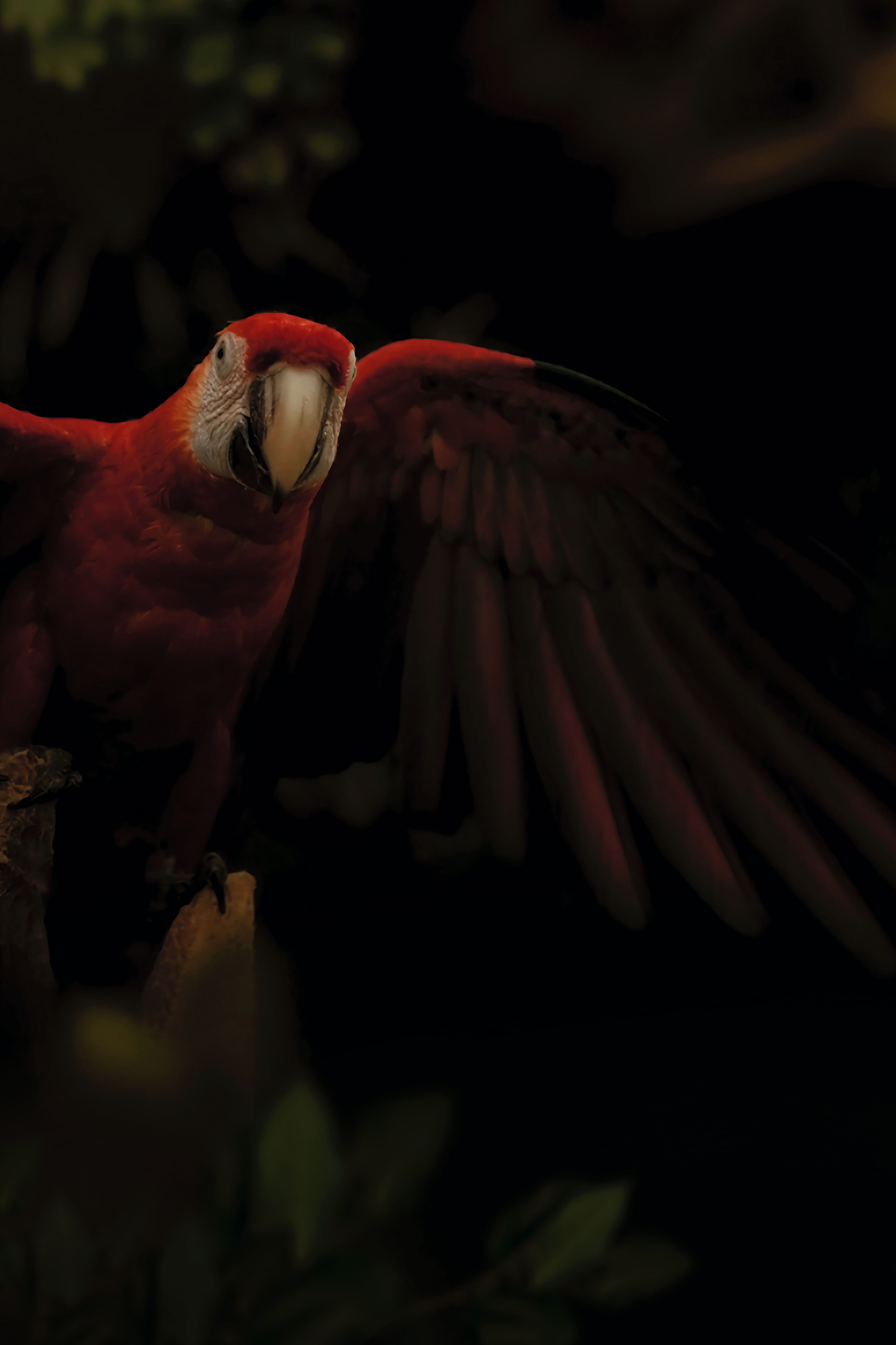 Laden Sie das Ara, Motley, Papageien, Vogel, Mehrfarbig, Tiere, Dunkel-Bild kostenlos auf Ihren PC-Desktop herunter