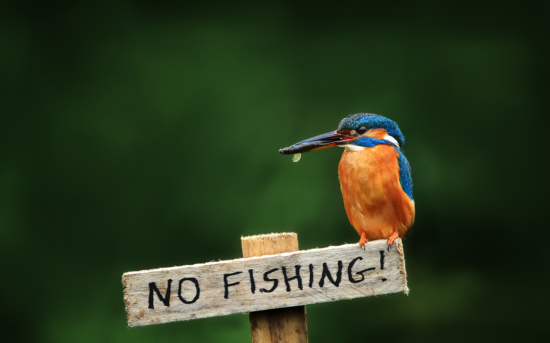312355 télécharger l'image martin pêcheur, animaux, oiseau, des oiseaux - fonds d'écran et économiseurs d'écran gratuits