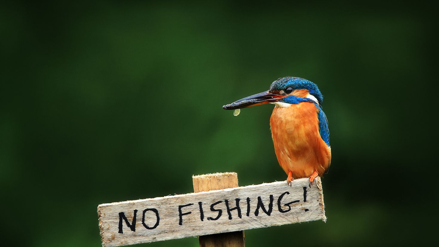 Fishing birds. Зимородок Кингфишер. Зимородок птичка. Зимородок охотится. Обои Kingfisher.