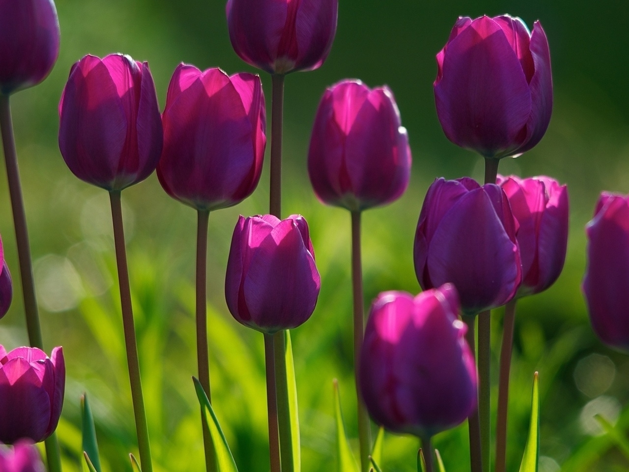 Free HD tulips, plants, flowers