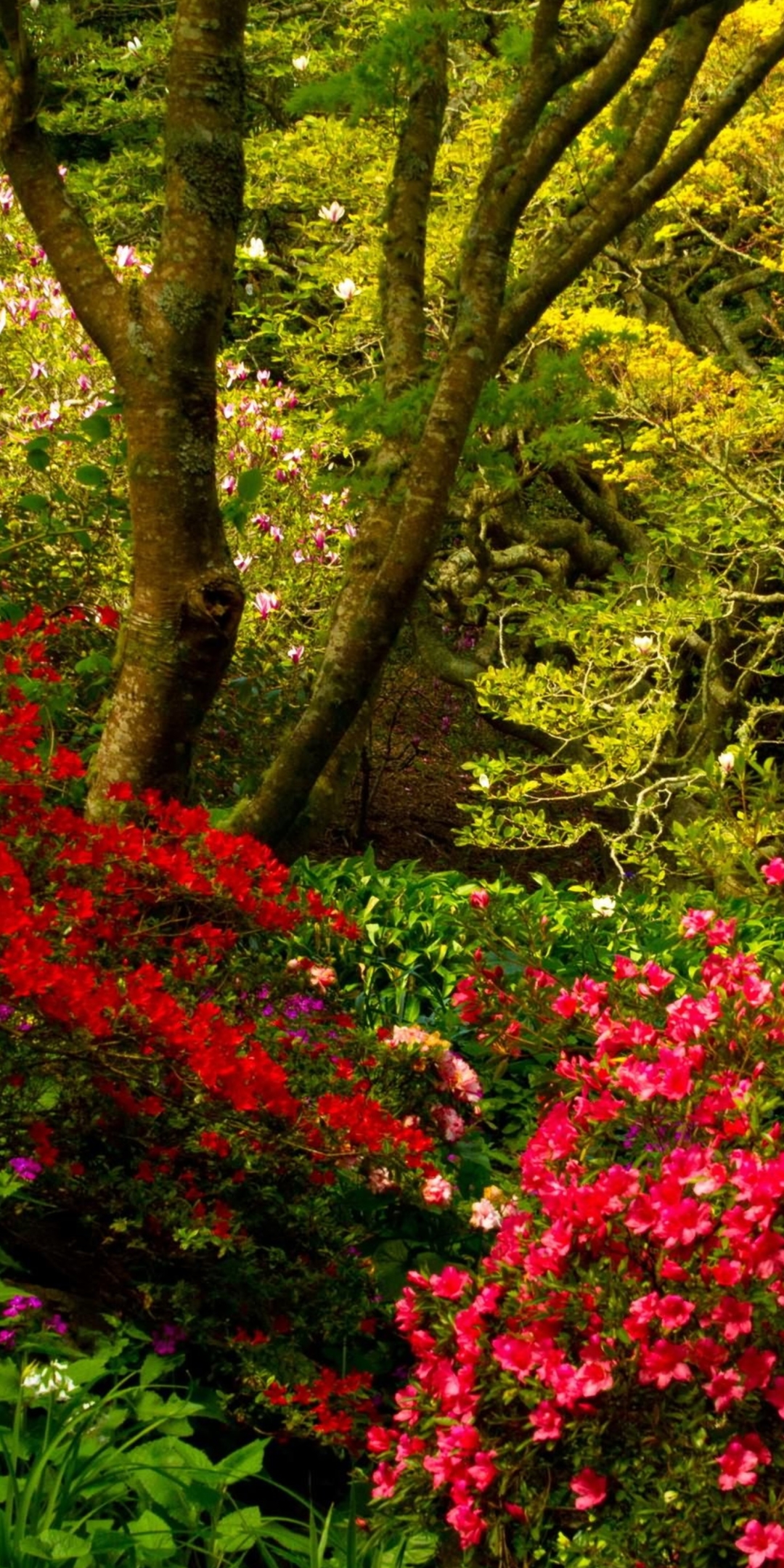1307996 免費下載壁紙 人造, 花园, 花, 粉红色的花, 灌木 屏保和圖片