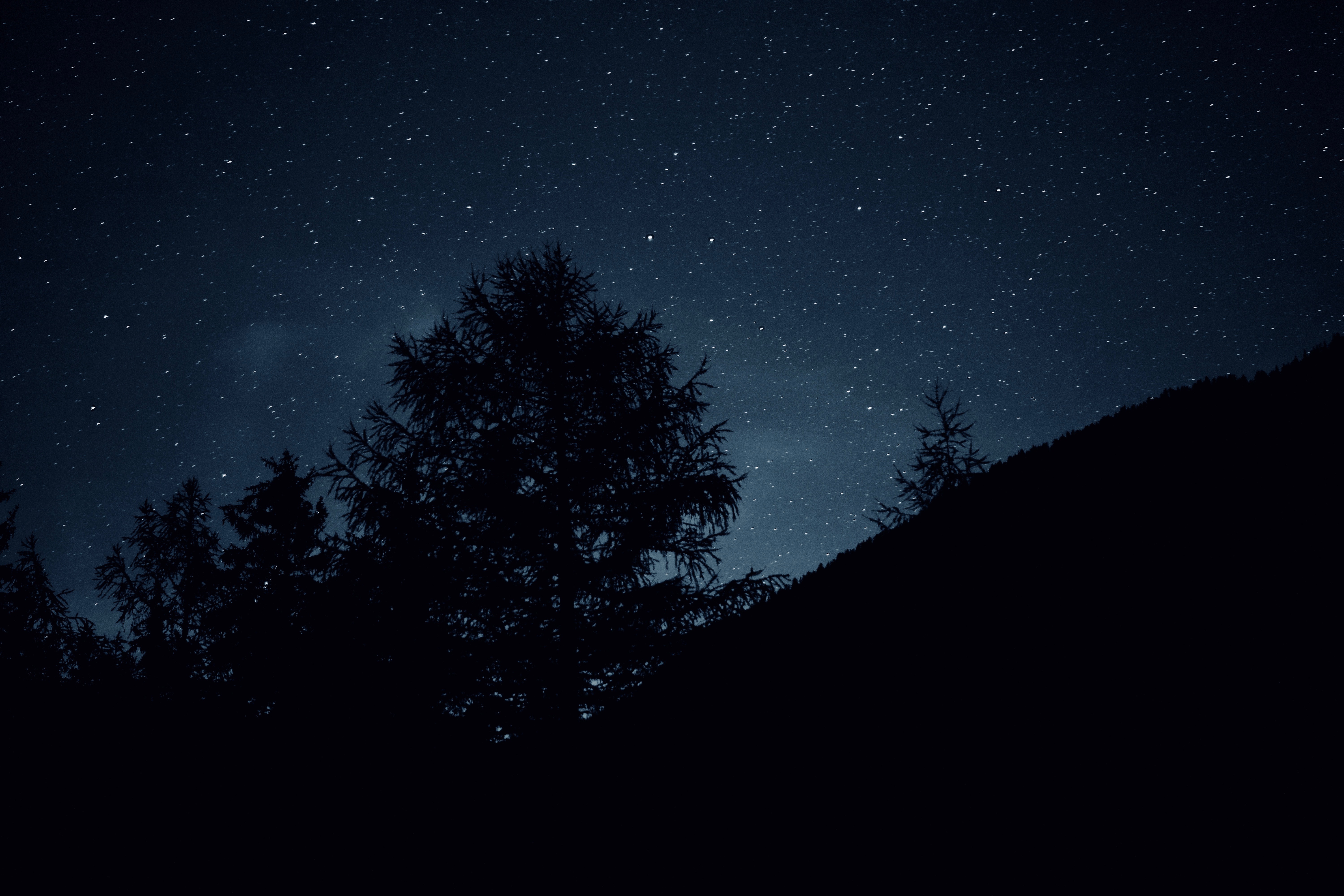darkly, dark, nature, trees, sky, stars, night Full HD