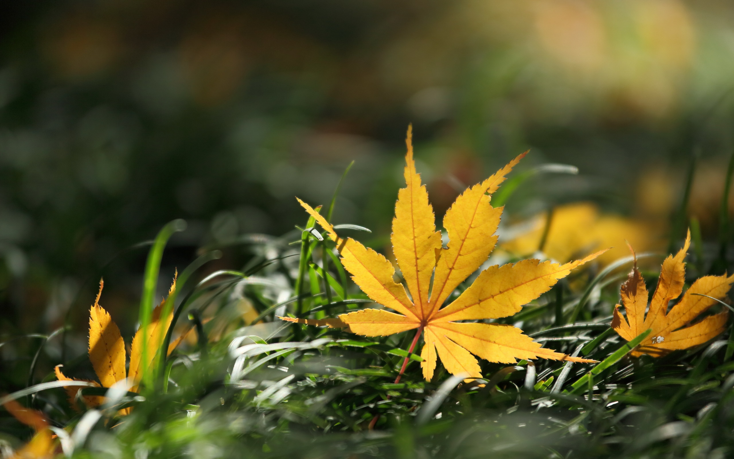 Осенние листики на траве