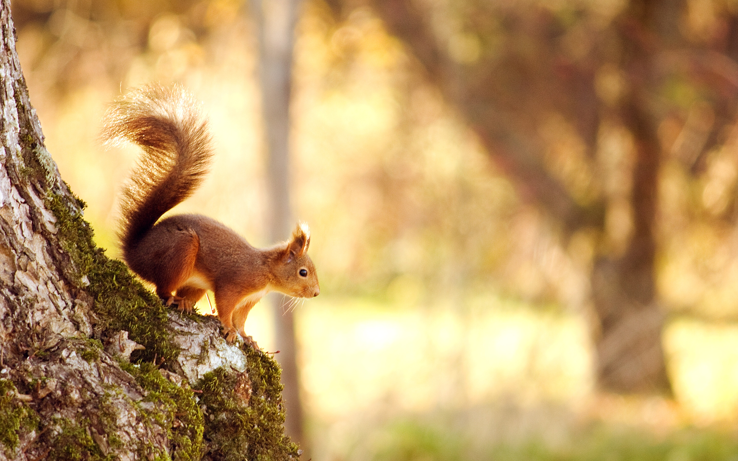 animal, squirrel, sunlight, trunk HD wallpaper