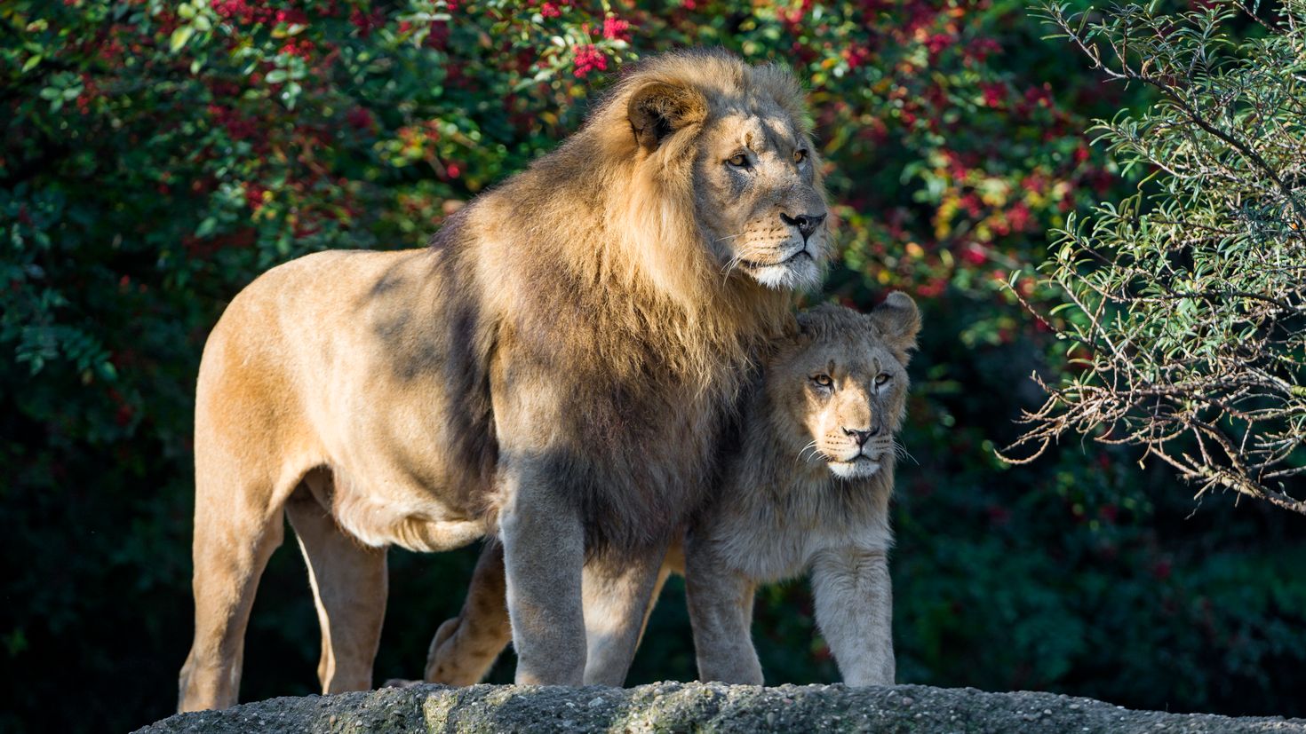 Фото льва на обои