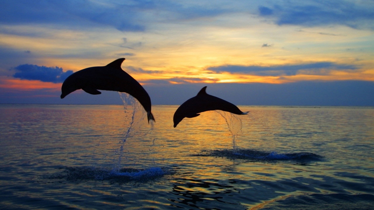 Handy-Wallpaper Delfine, Tiere, Landschaft, Sea kostenlos herunterladen.