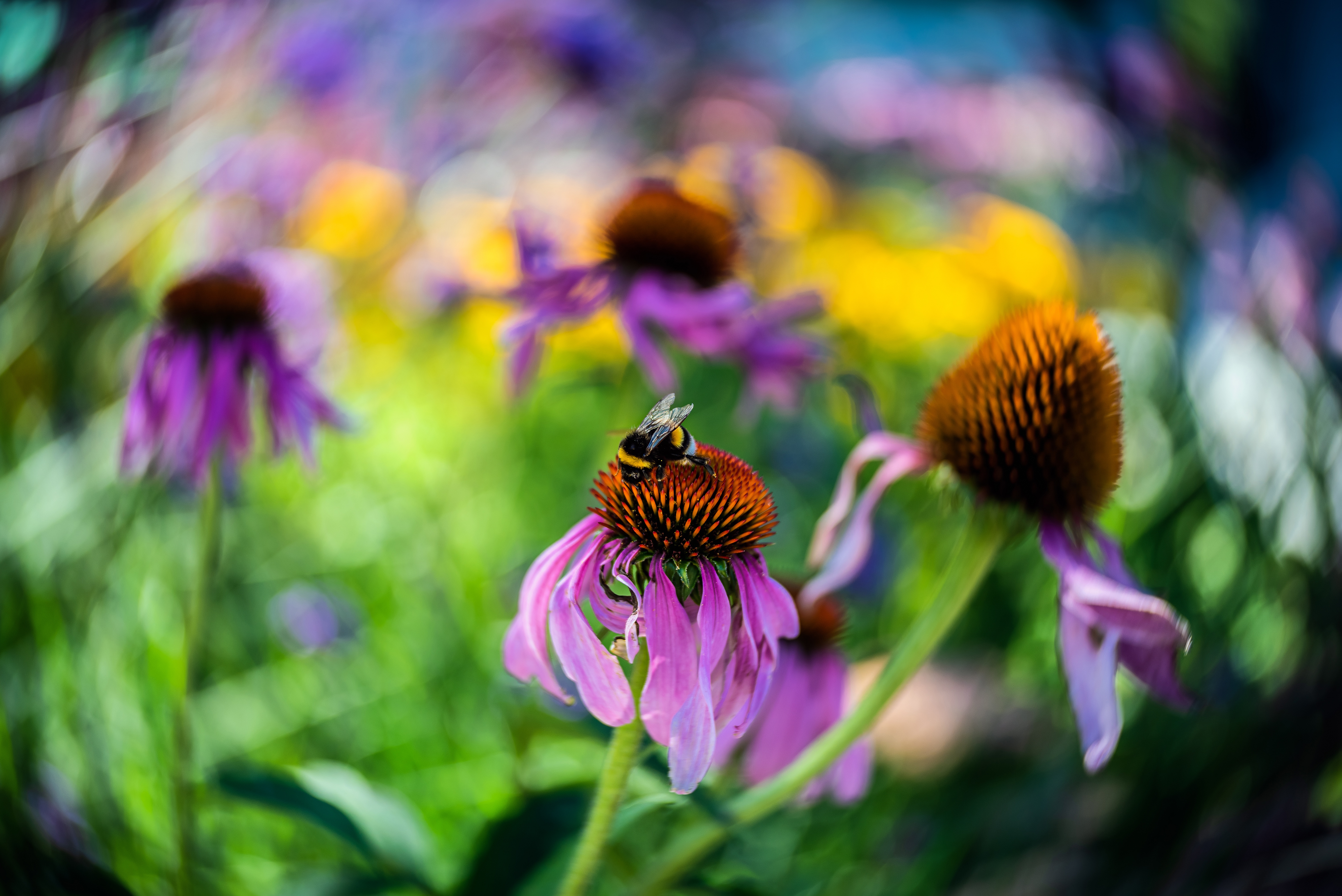 animal, bumblebee, echinacea, flower, macro Image for desktop