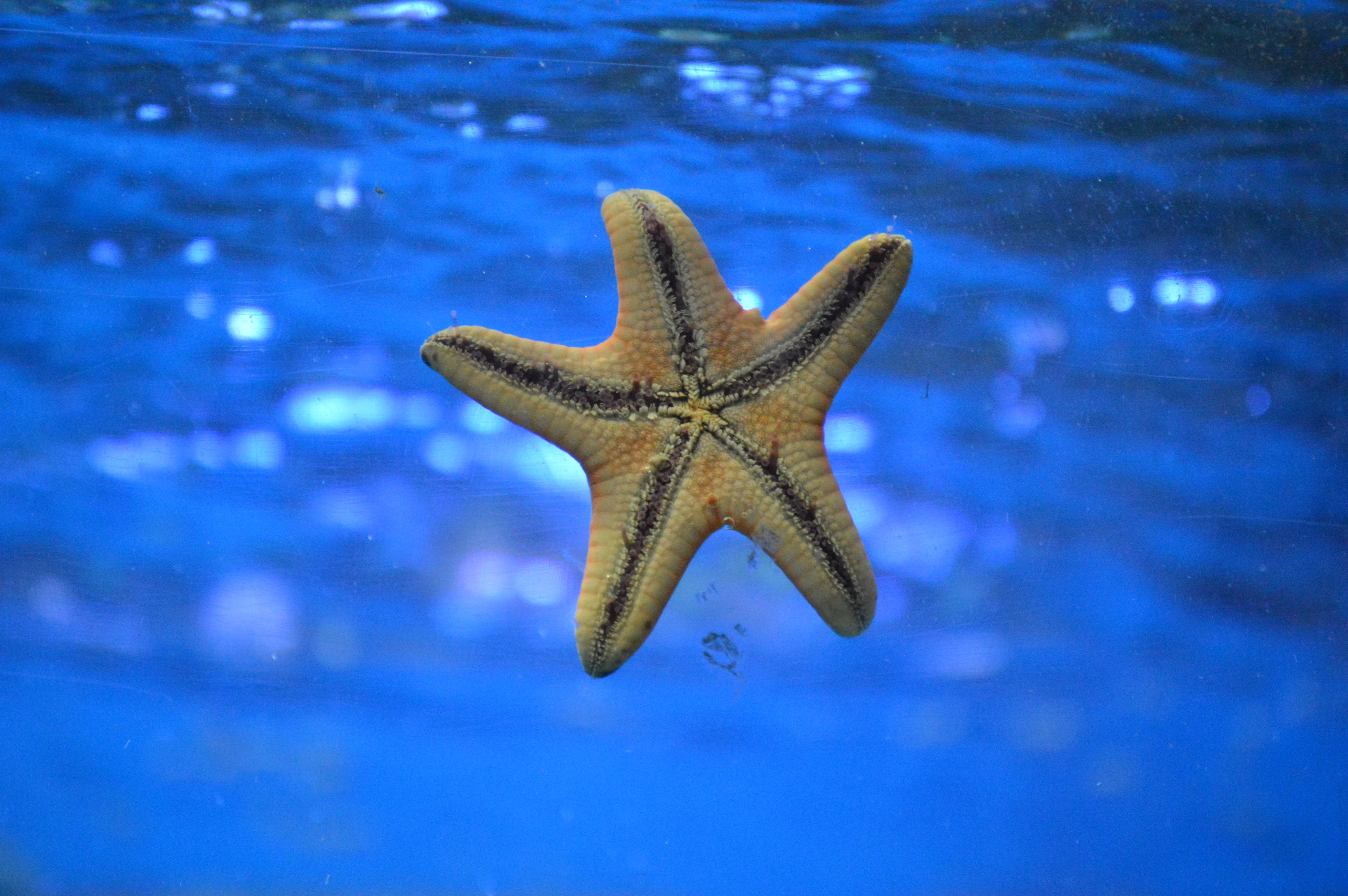 141739 télécharger le fond d'écran monde sous marin, nature, nager, étoile de mer - économiseurs d'écran et images gratuitement