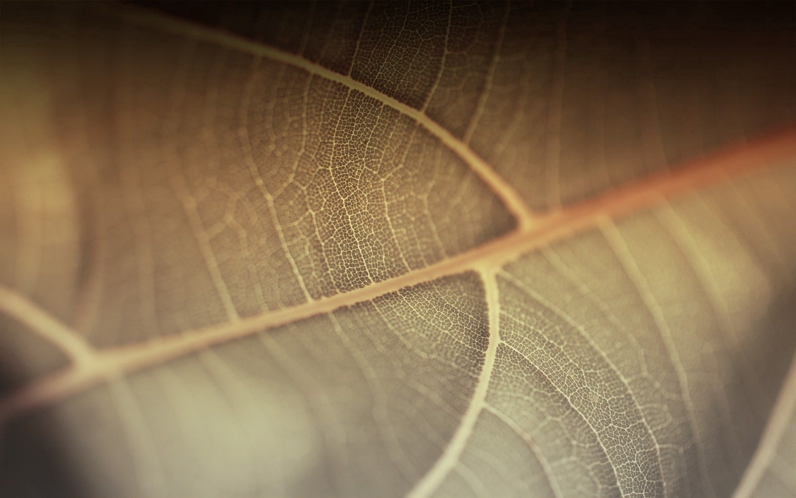 Download mobile wallpaper Leaf, Macro, Surface, Sheet, Plant, Lines for free.
