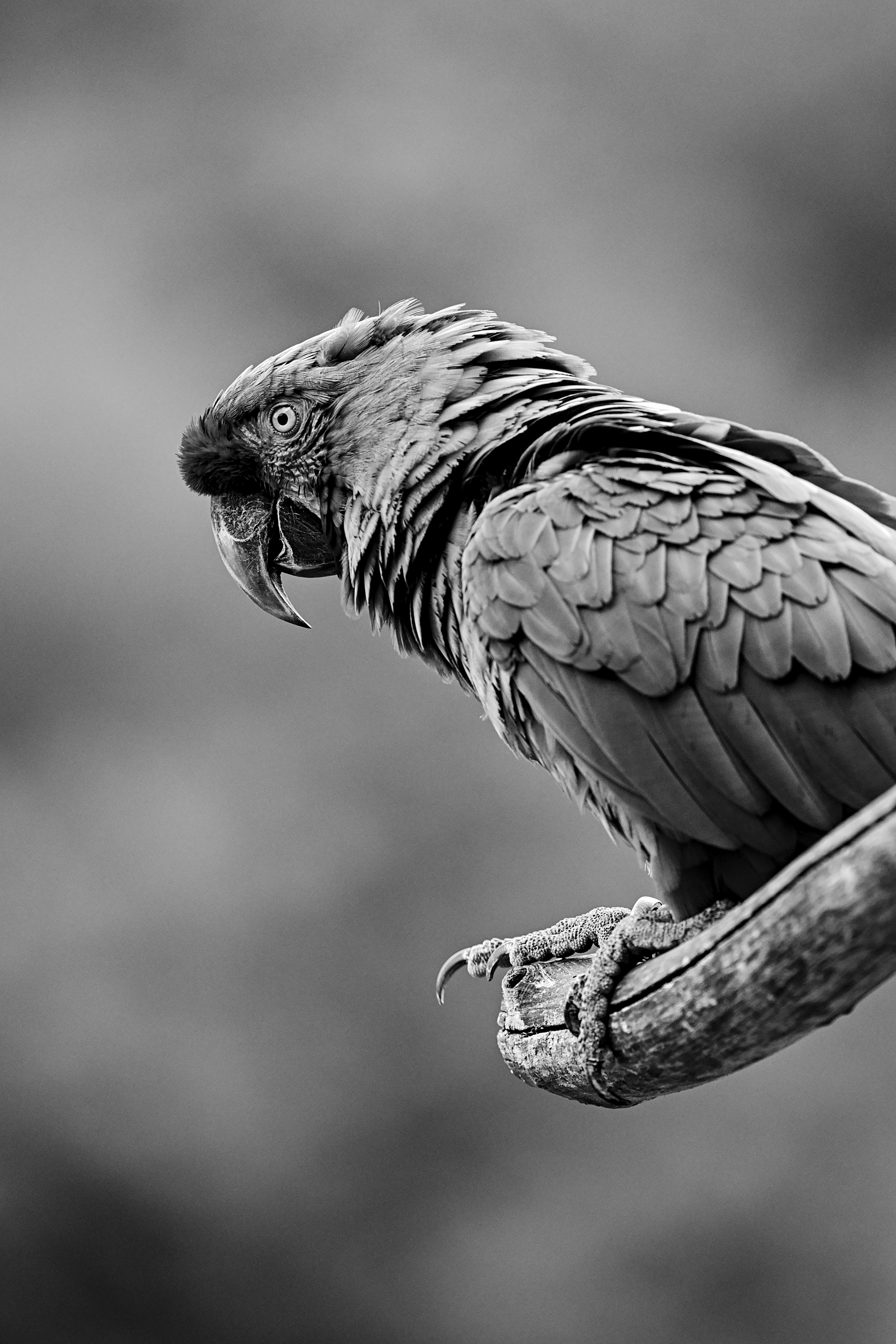 Download mobile wallpaper Animals, Chb, Grey, Bird, Bw, Parrots for free.