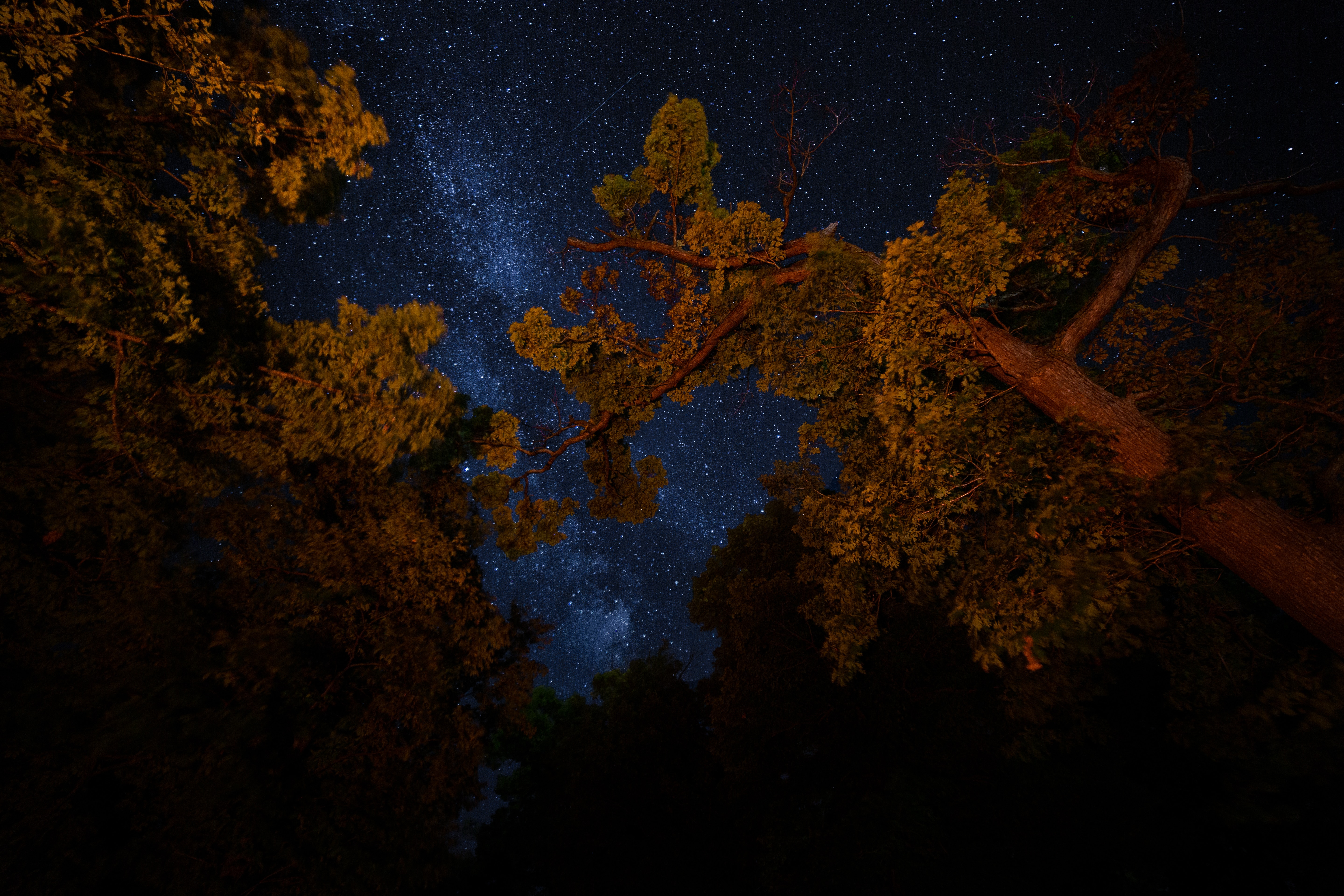 Download mobile wallpaper Branches, Trees, Starry Sky, Night, Dark for free.
