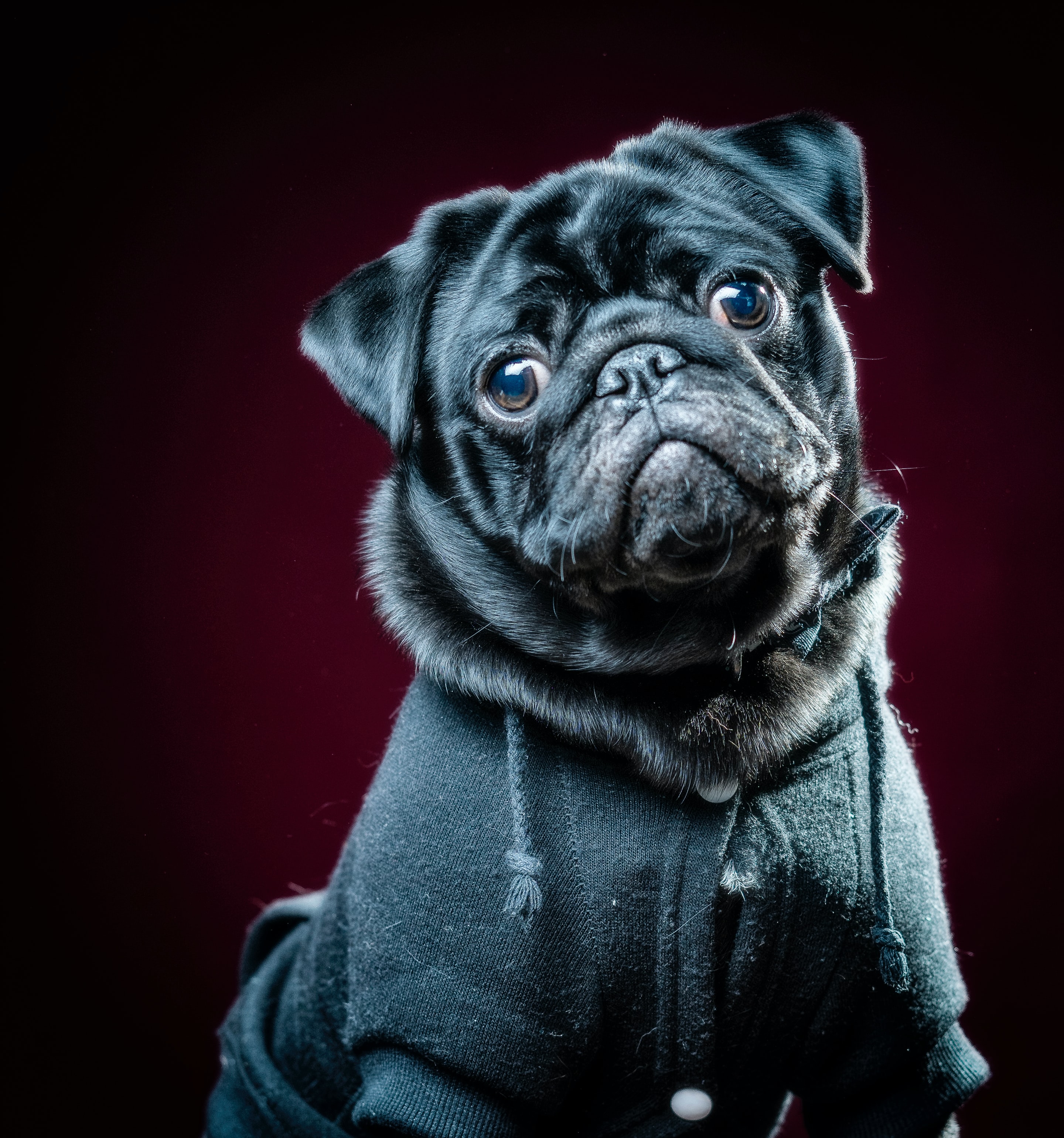 Laden Sie das Haustier, Sicht, Meinung, Mops, Das Schwarze, Tiere, Hund-Bild kostenlos auf Ihren PC-Desktop herunter
