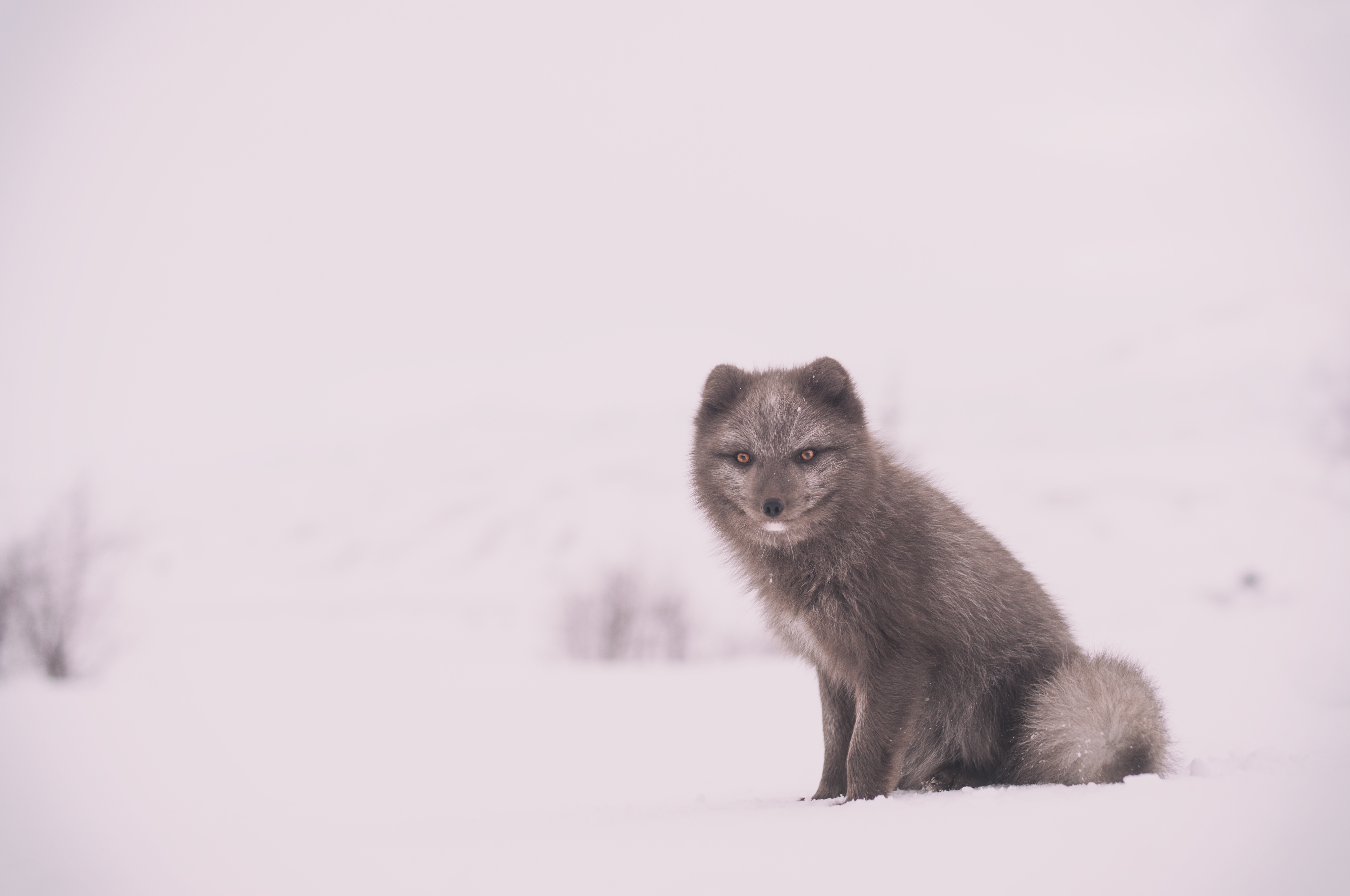 animals, snow, is sitting, sits, arctic fox, polar fox Phone Background