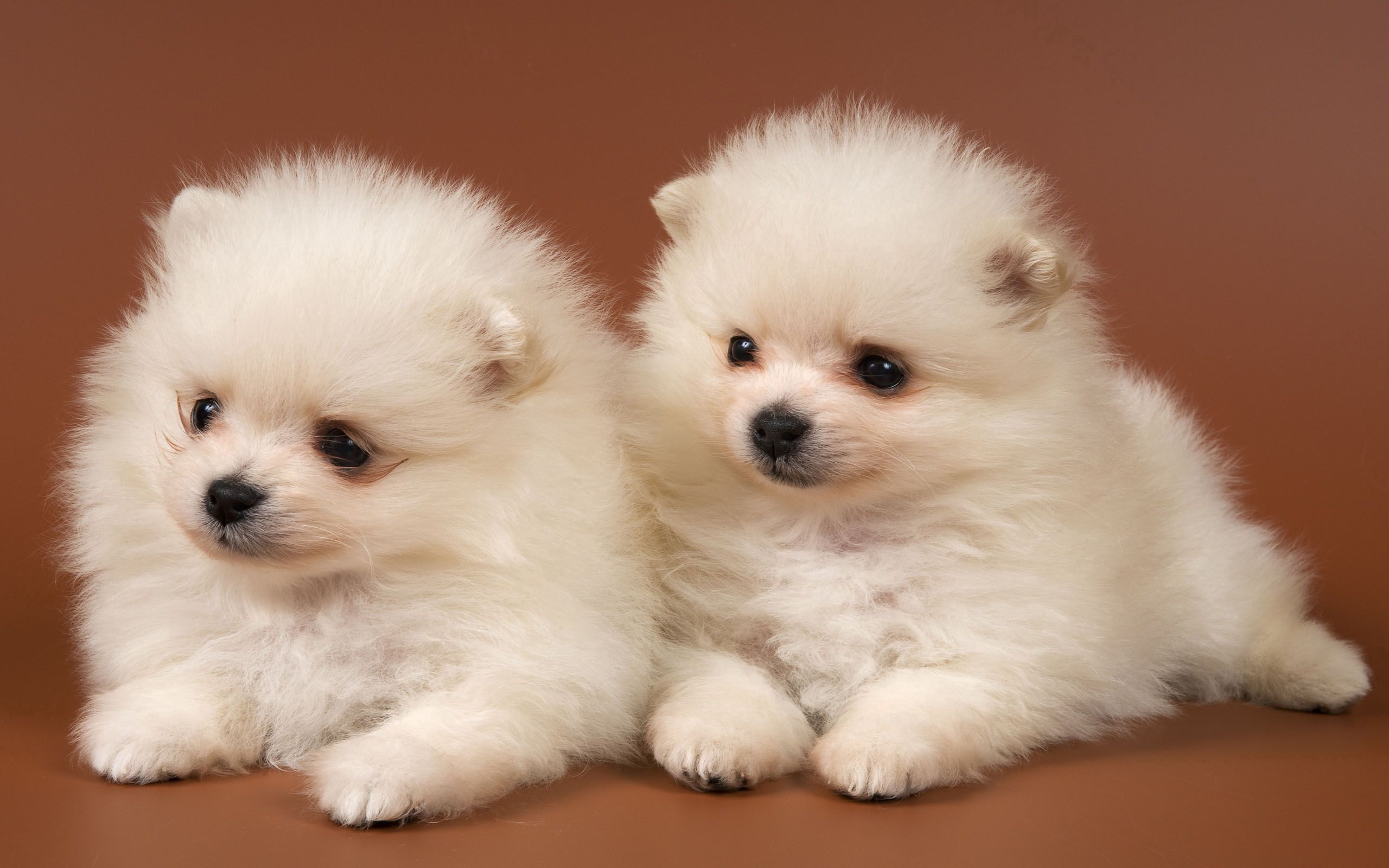 puppies, animals, couple, pair, toddlers, kids