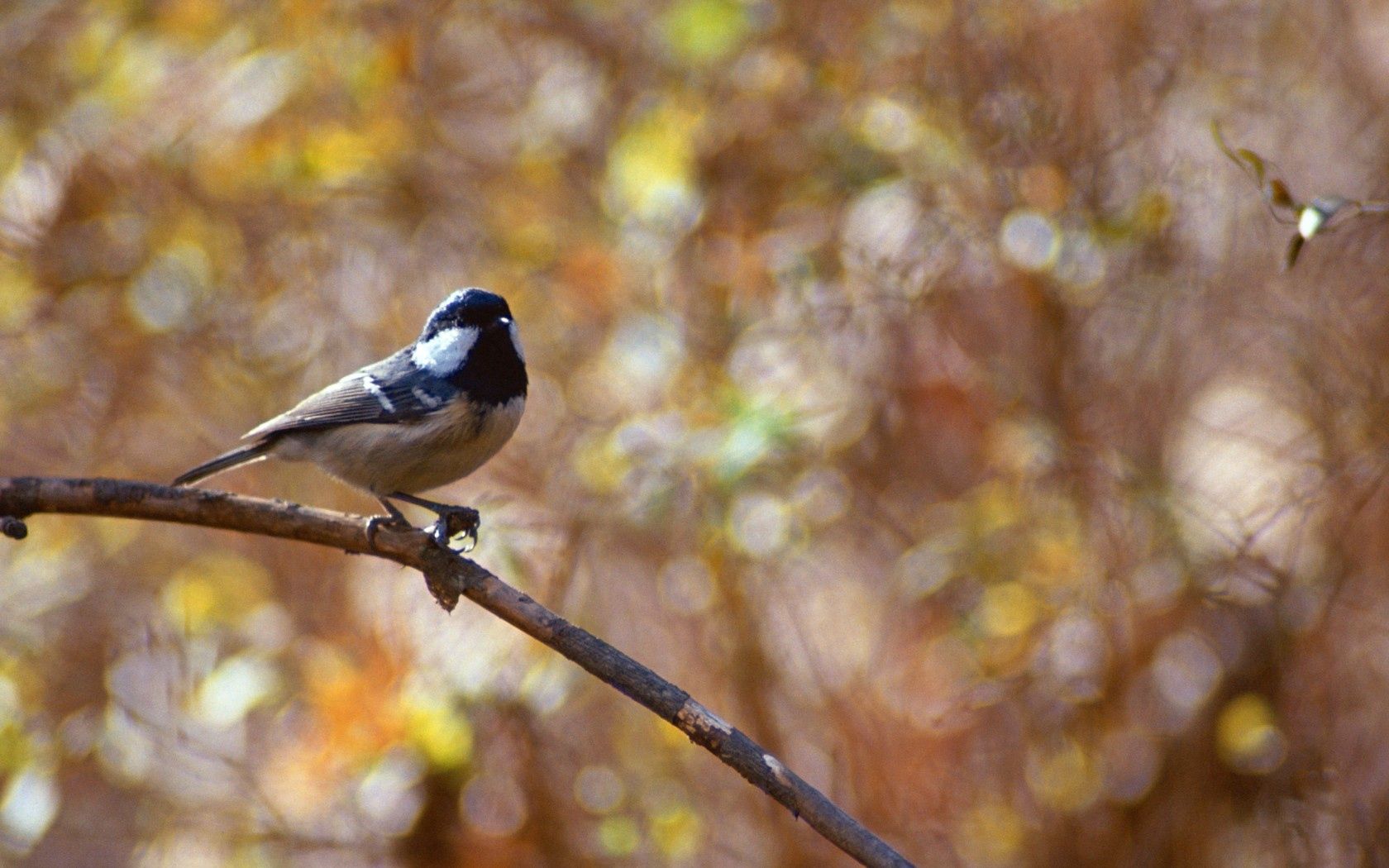 animals, glare, blur, smooth, branch, little bird, birdie Full HD