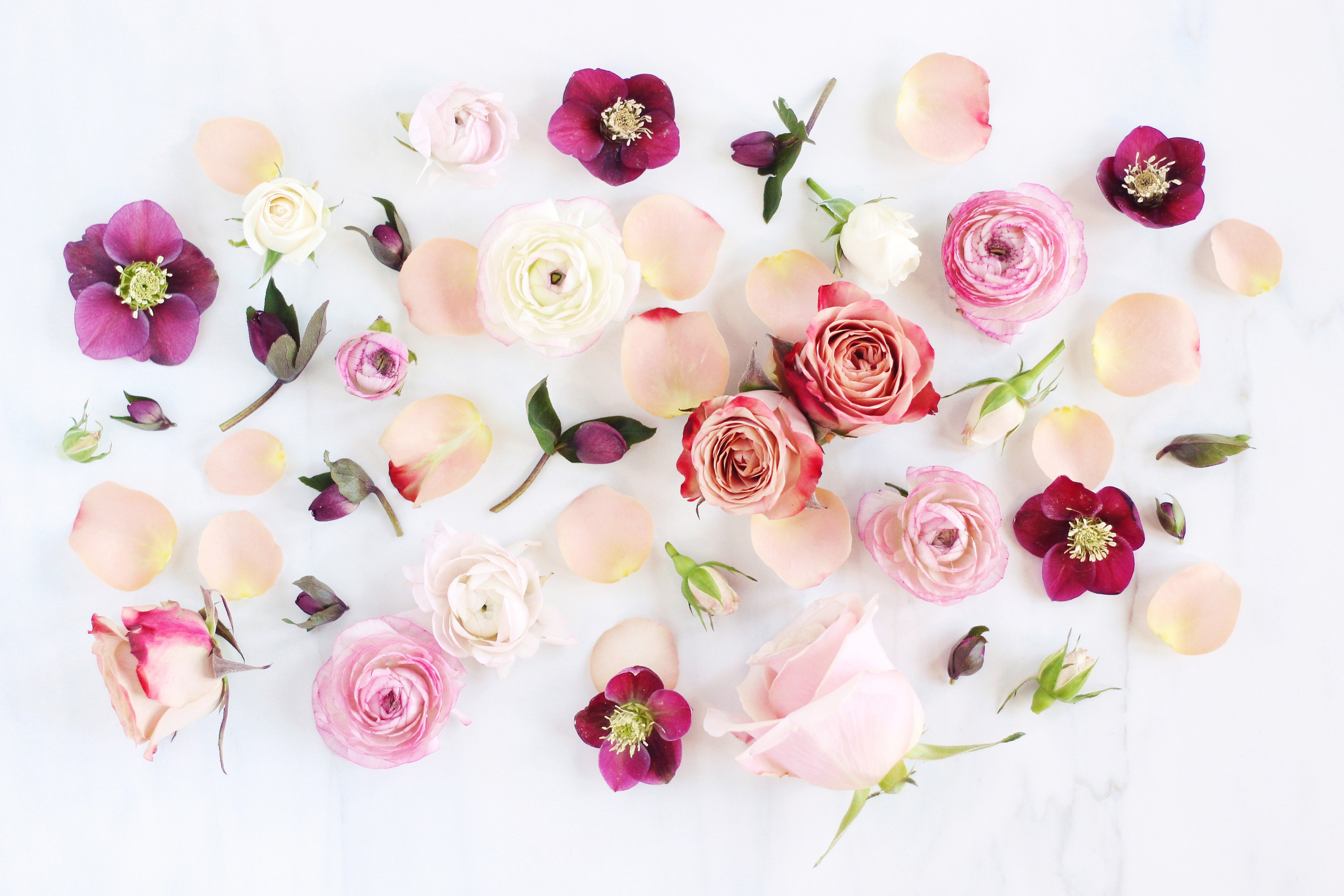 HD wallpaper peony, artistic, flower, anemone, pink flower, rose, white flower, flowers