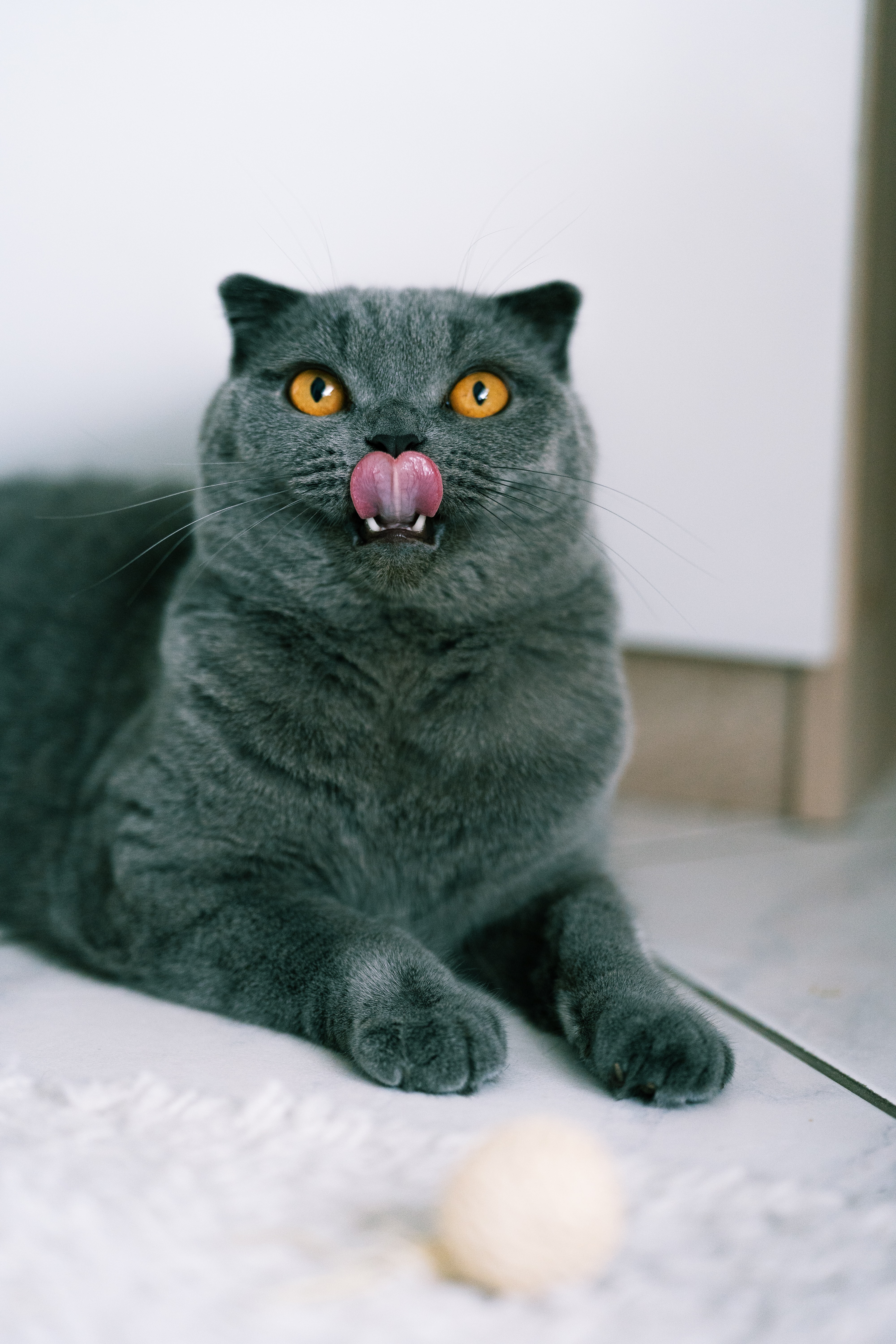 tongue stuck out, animals, cat, pet, sight, opinion, protruding tongue, british cat for android
