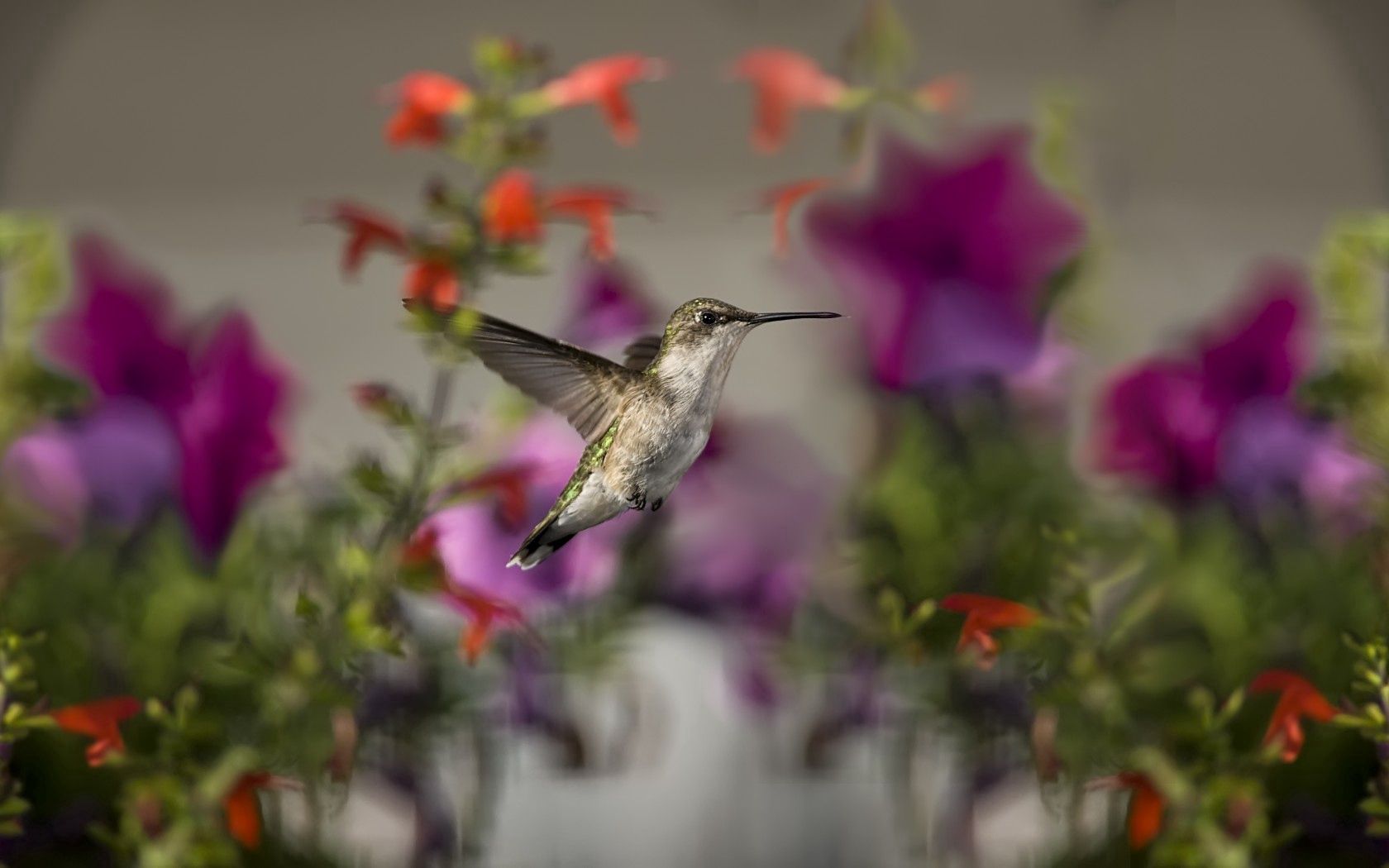 Download mobile wallpaper Animals, Flowers, Bird, Humming Birds, Focus for free.